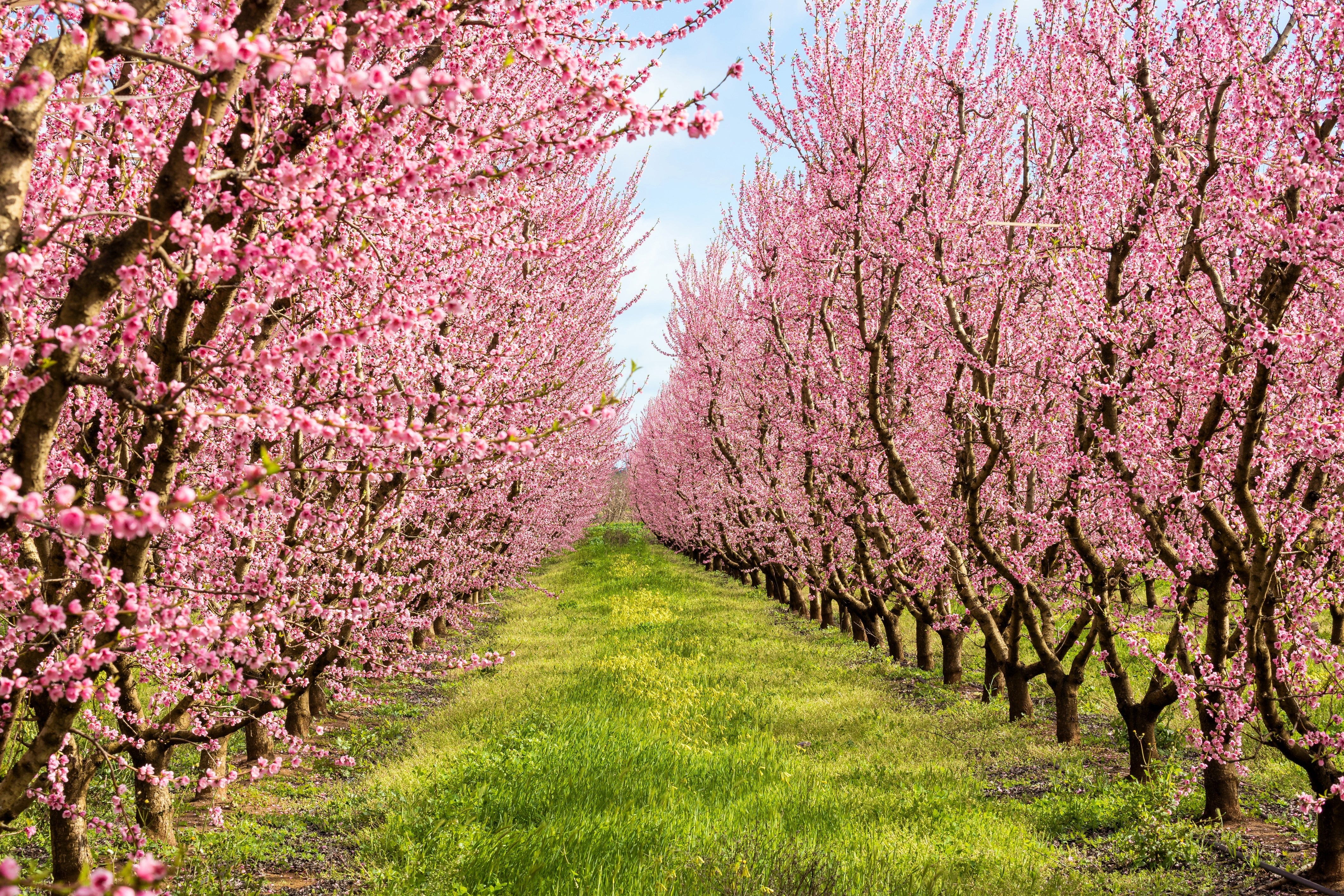 3 NEMAGUARD PEACH TREE Prunus Persica Fruit Pink Flower Seeds - Image 6