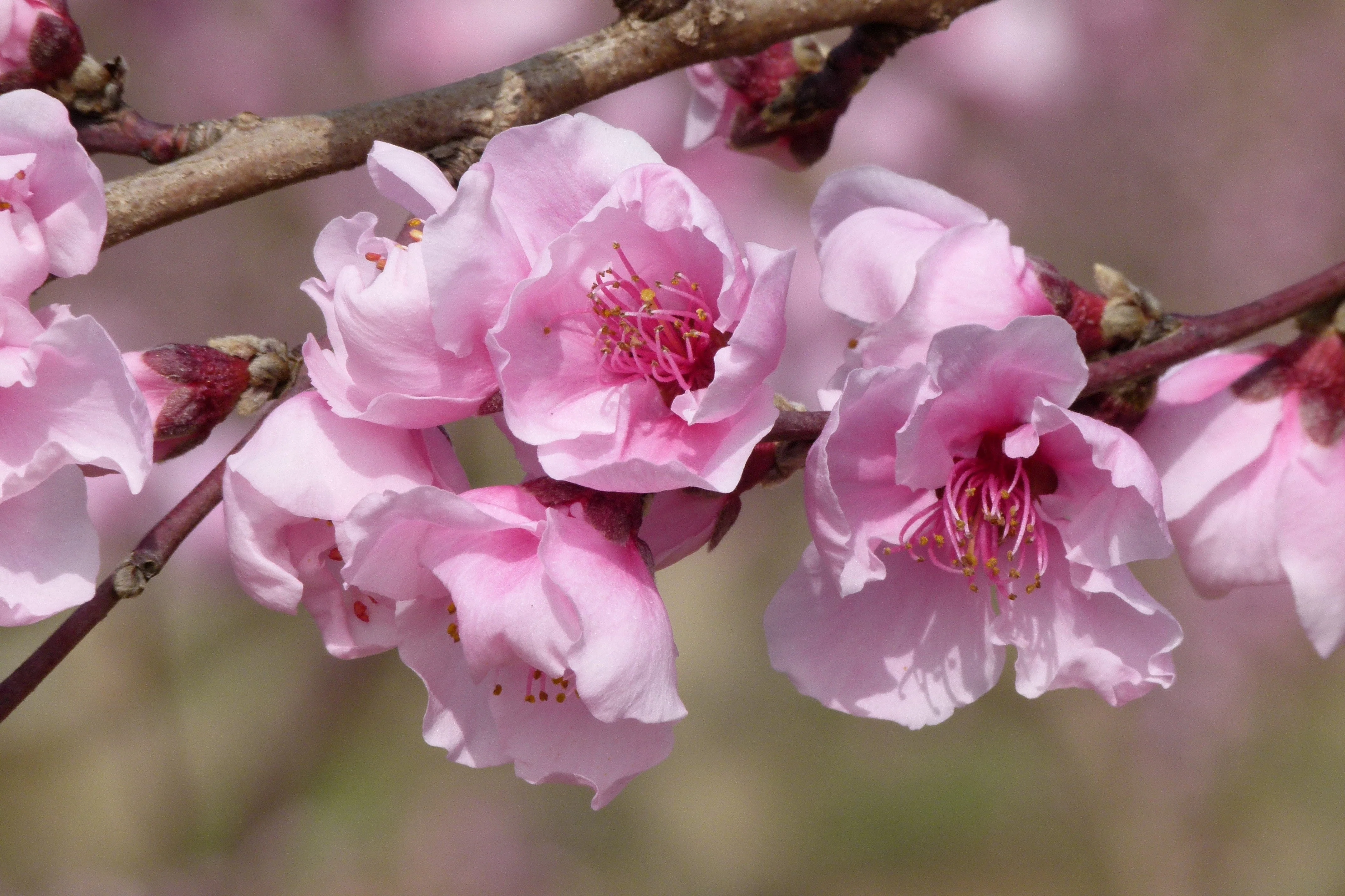 3 NEMAGUARD PEACH TREE Prunus Persica Fruit Pink Flower Seeds - Image 7