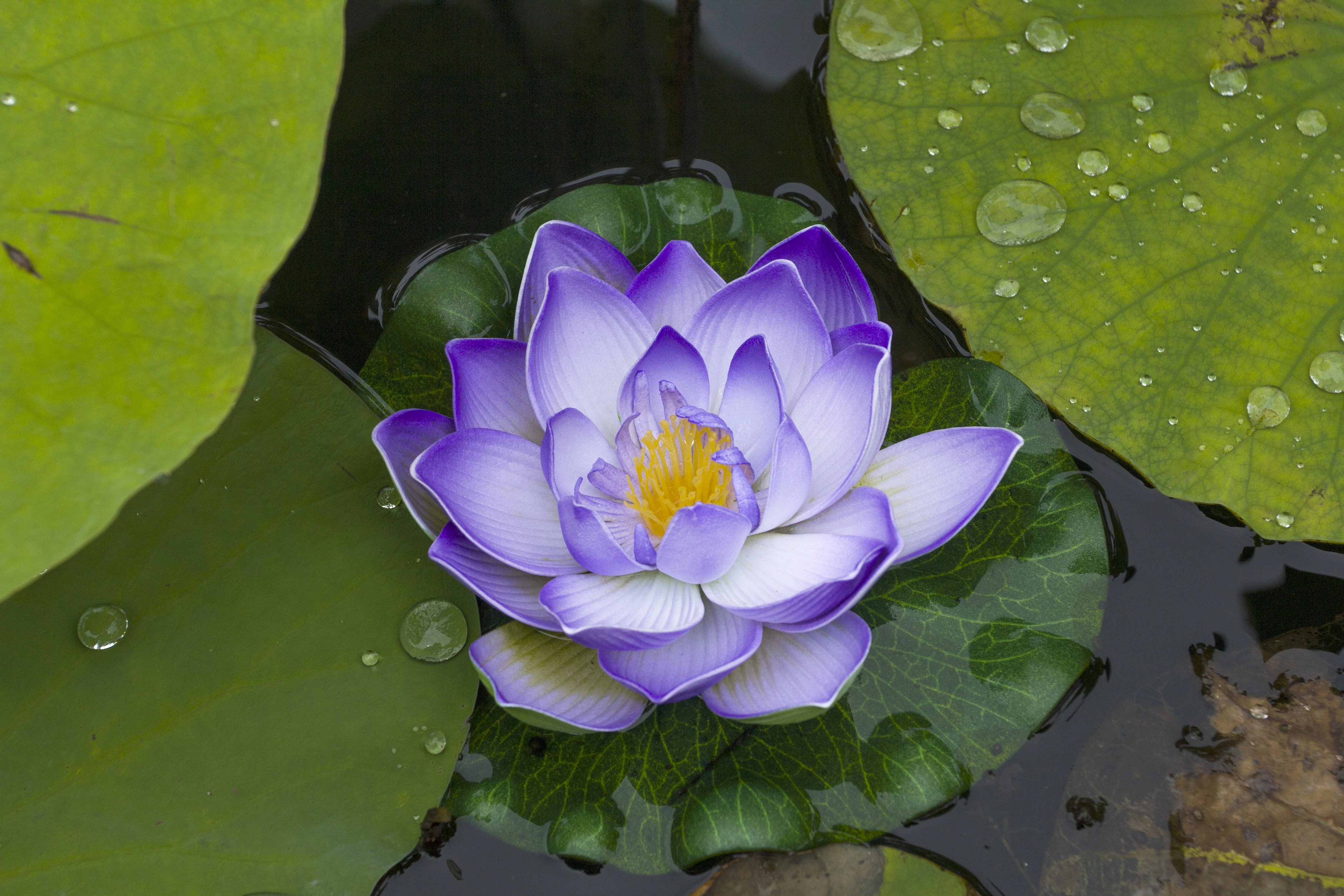 3 Organic Mixed Colors LOTUS Nelumbo Nucifera Pond Water Lily Lilypad Blue Red Flower Large Seeds - Image 10