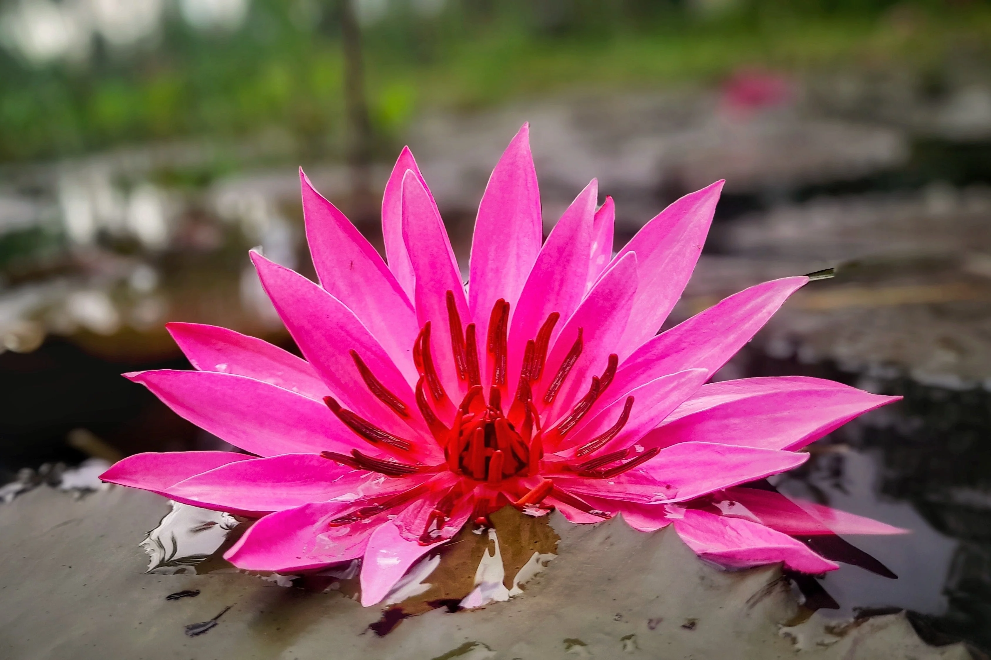 3 Organic Mixed Colors LOTUS Nelumbo Nucifera Pond Water Lily Lilypad Blue Red Flower Large Seeds - Image 11