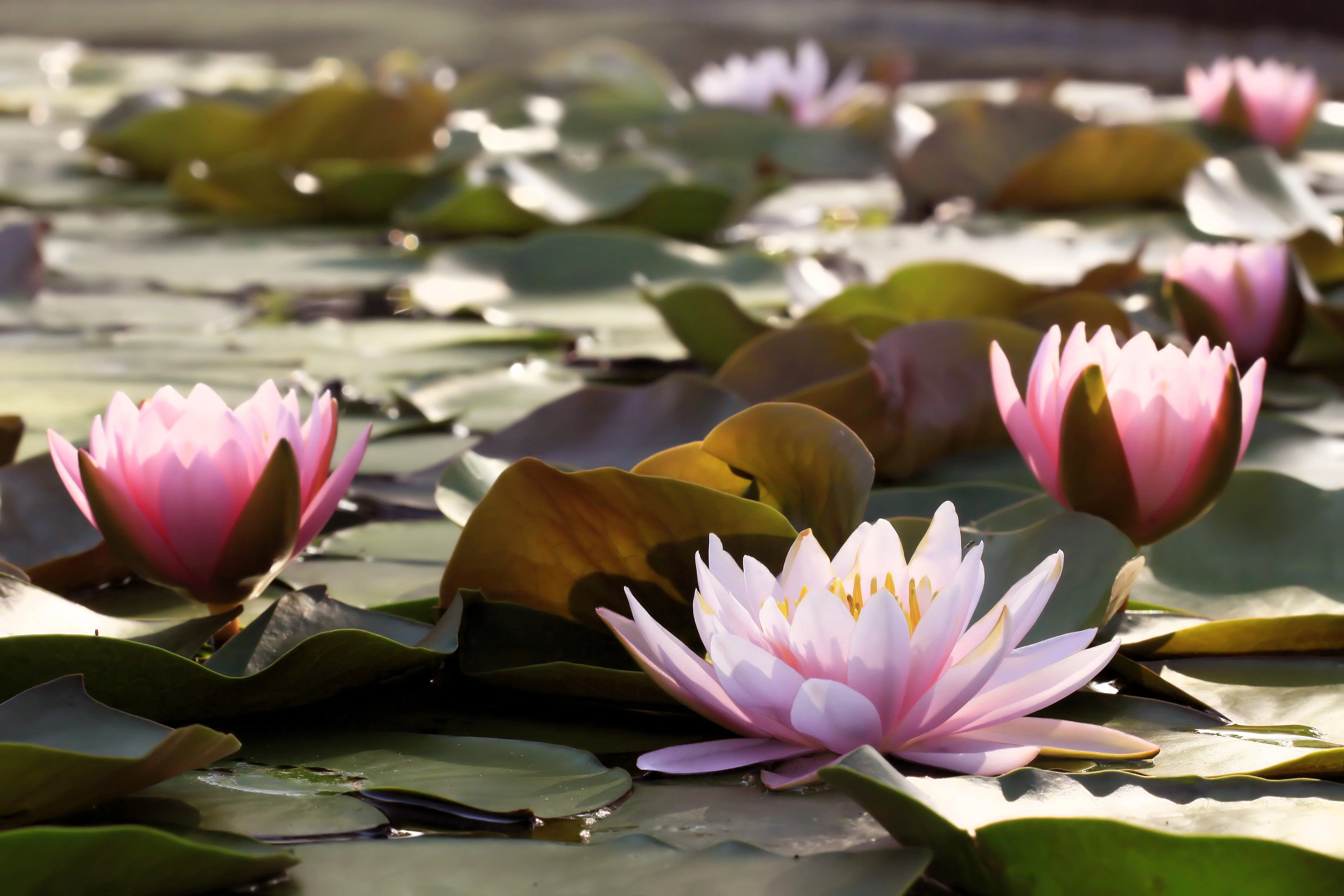 3 Organic Mixed Colors LOTUS Nelumbo Nucifera Pond Water Lily Lilypad Blue Red Flower Large Seeds - Image 12
