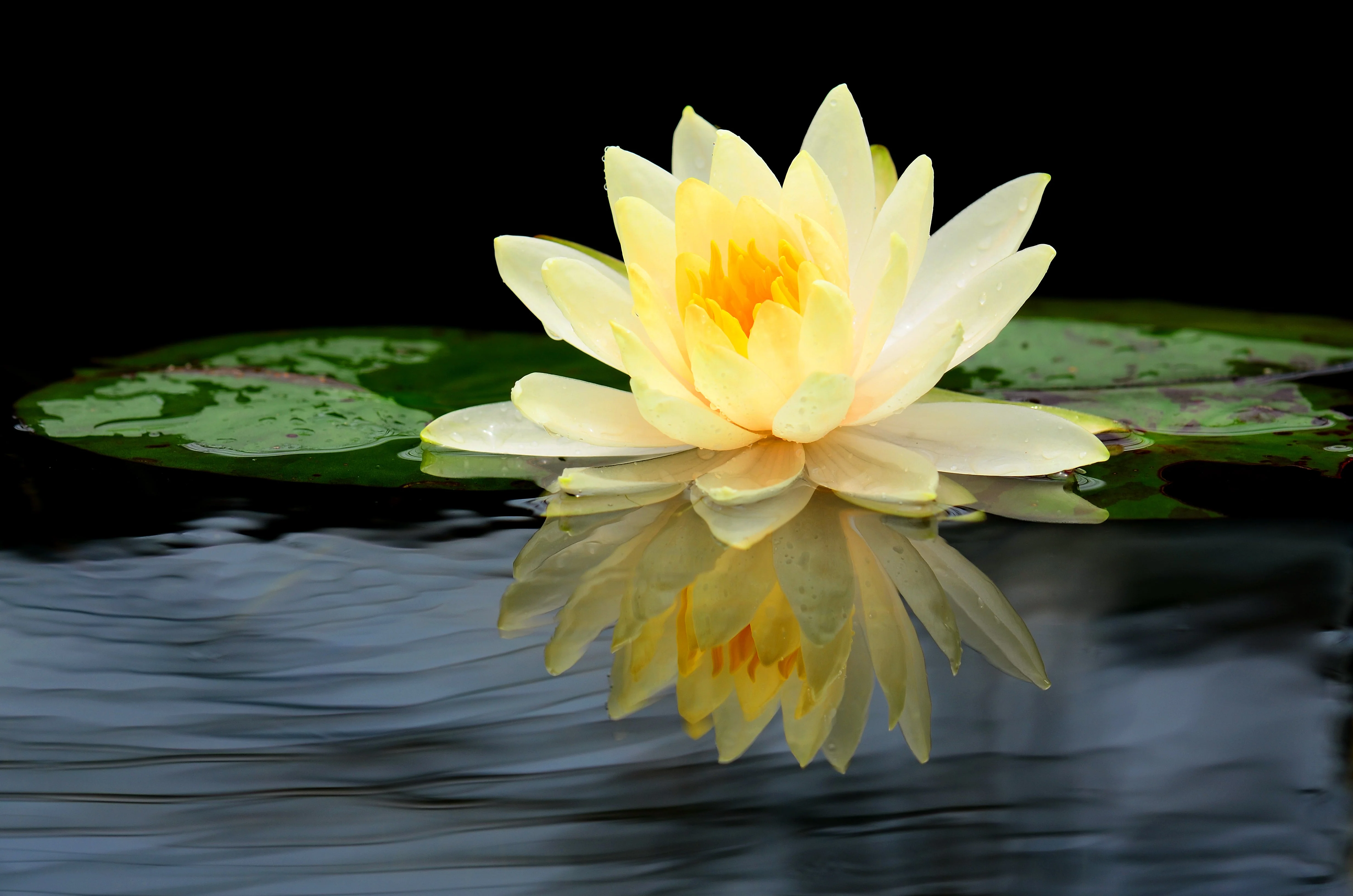 3 Organic Mixed Colors LOTUS Nelumbo Nucifera Pond Water Lily Lilypad Blue Red Flower Large Seeds - Image 13