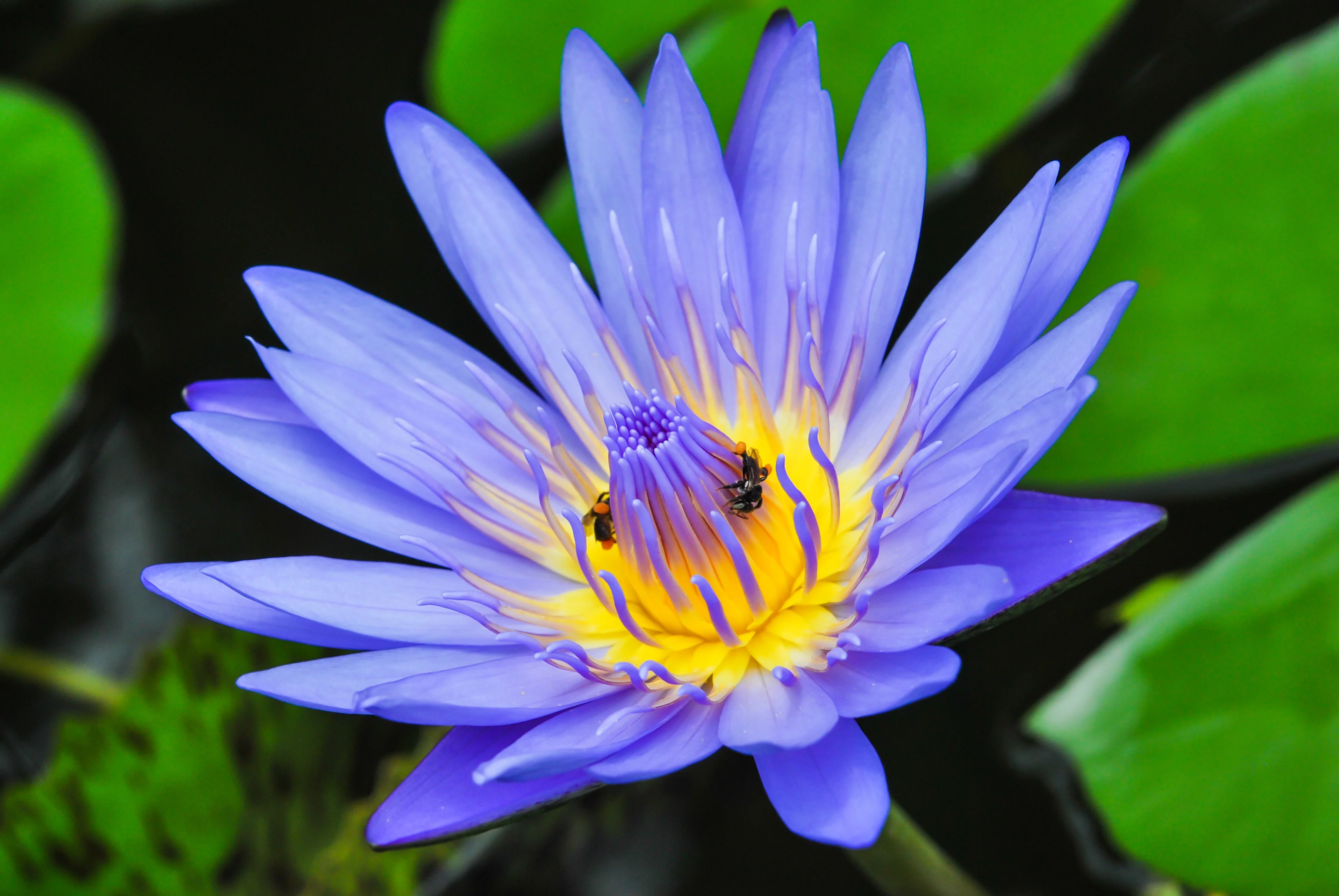 3 Organic Mixed Colors LOTUS Nelumbo Nucifera Pond Water Lily Lilypad Blue Red Flower Large Seeds - Image 14