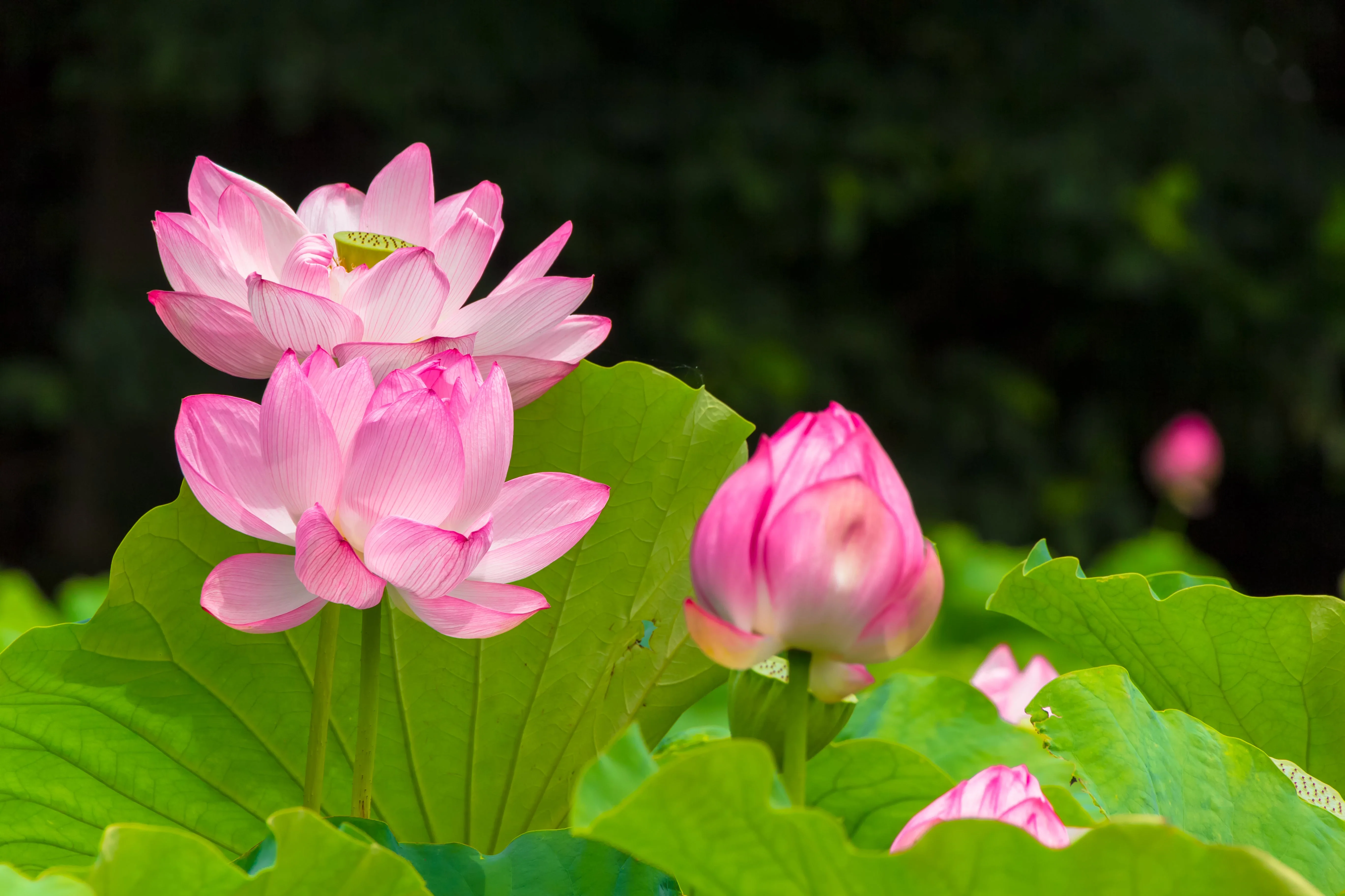 3 Organic Mixed Colors LOTUS Nelumbo Nucifera Pond Water Lily Lilypad Blue Red Flower Large Seeds - Image 15