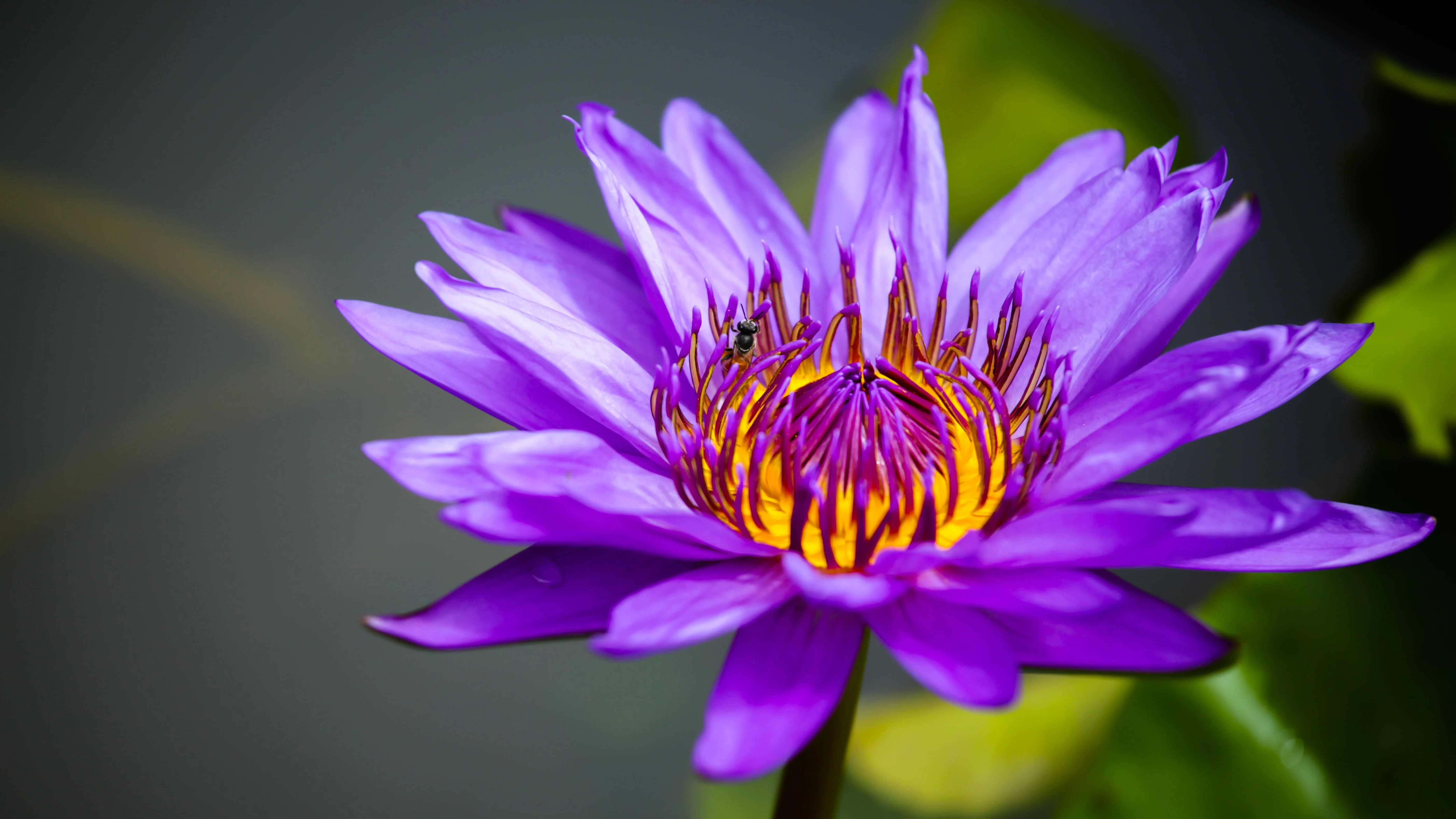 3 Organic Mixed Colors LOTUS Nelumbo Nucifera Pond Water Lily Lilypad Blue Red Flower Large Seeds - Image 17