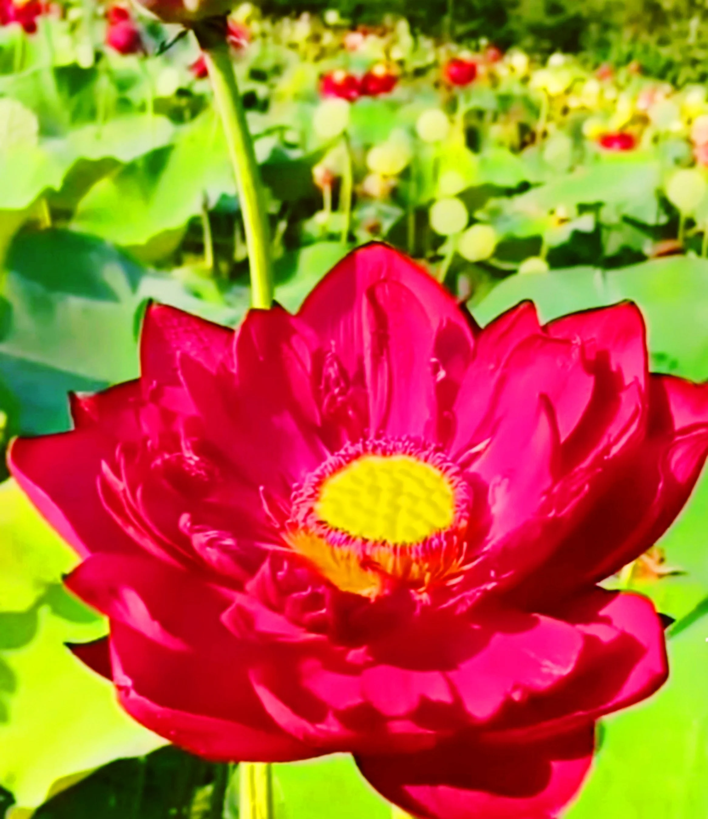 3 Organic Mixed Colors LOTUS Nelumbo Nucifera Pond Water Lily Lilypad Blue Red Flower Large Seeds - Image 18