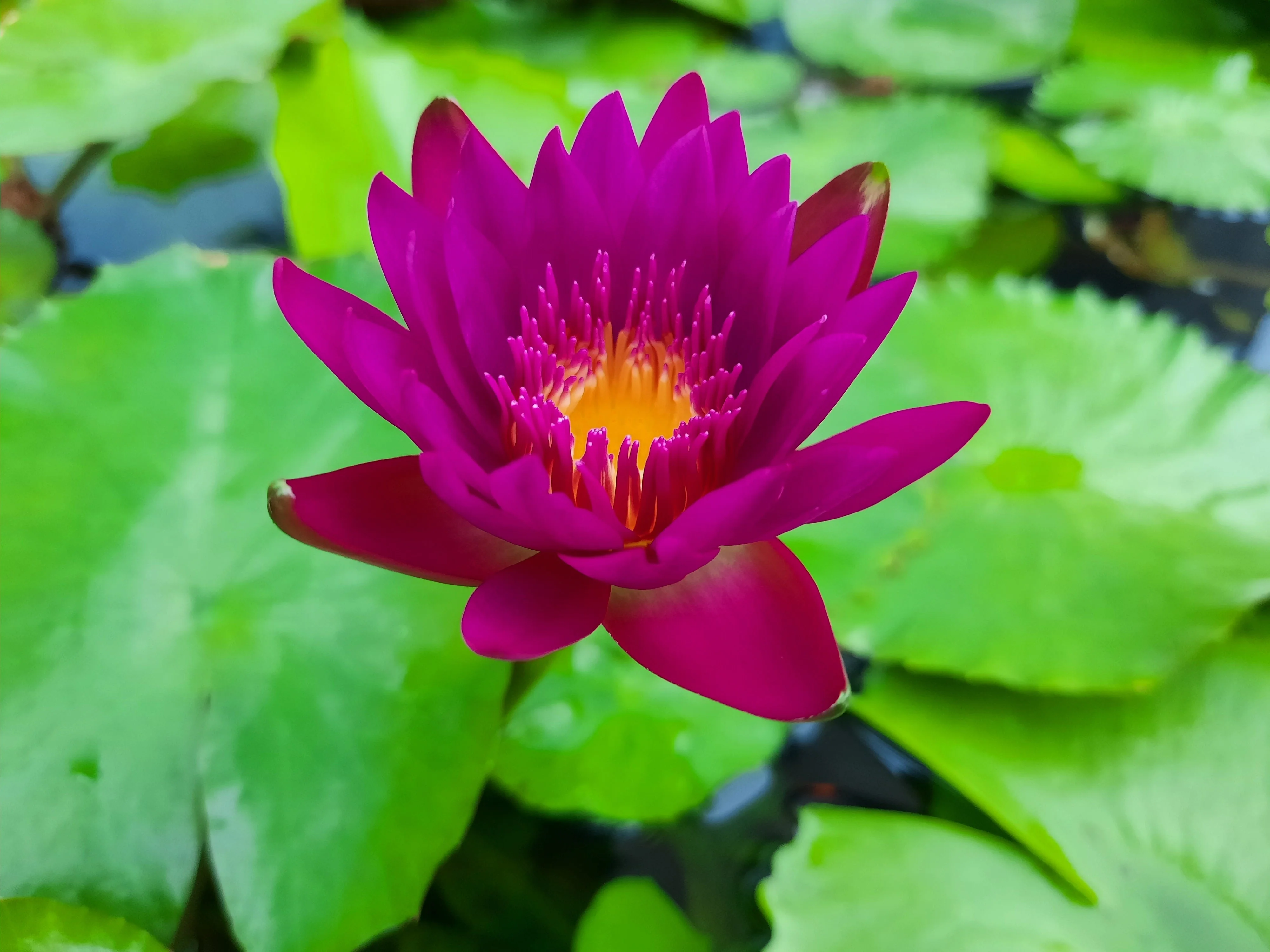 3 Organic Mixed Colors LOTUS Nelumbo Nucifera Pond Water Lily Lilypad Blue Red Flower Large Seeds - Image 19