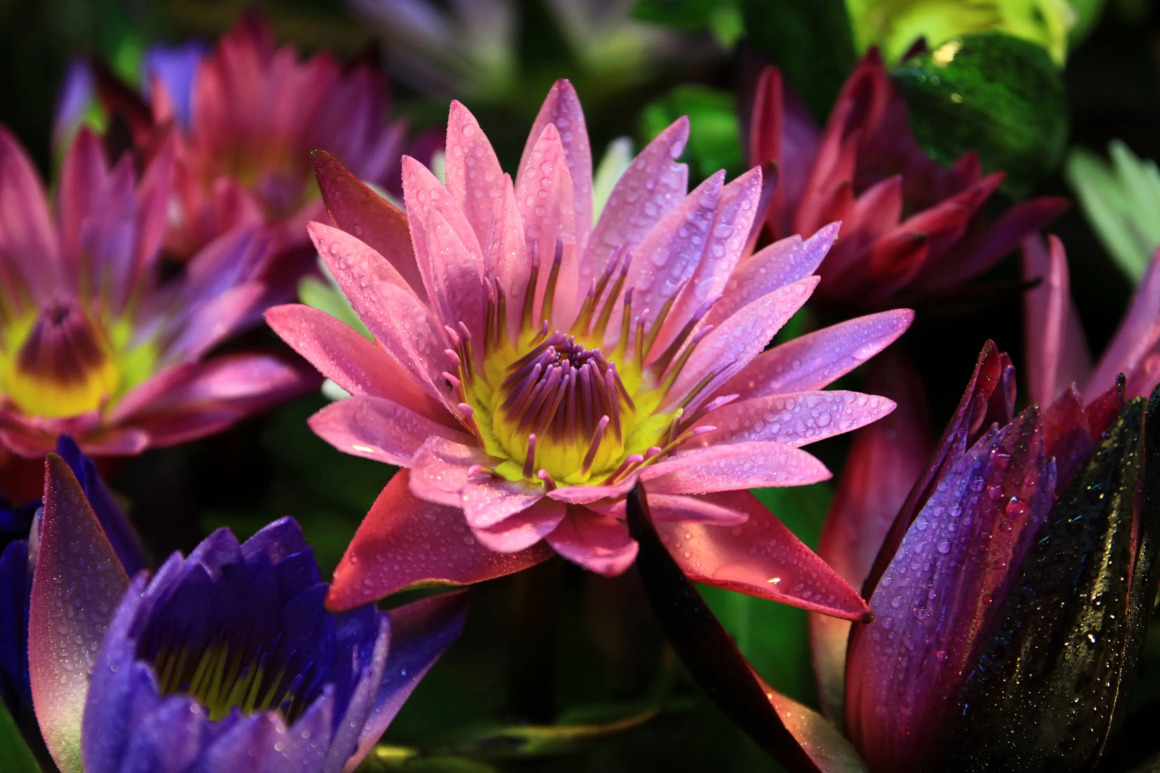 3 Organic Mixed Colors LOTUS Nelumbo Nucifera Pond Water Lily Lilypad Blue Red Flower Large Seeds - Image 4