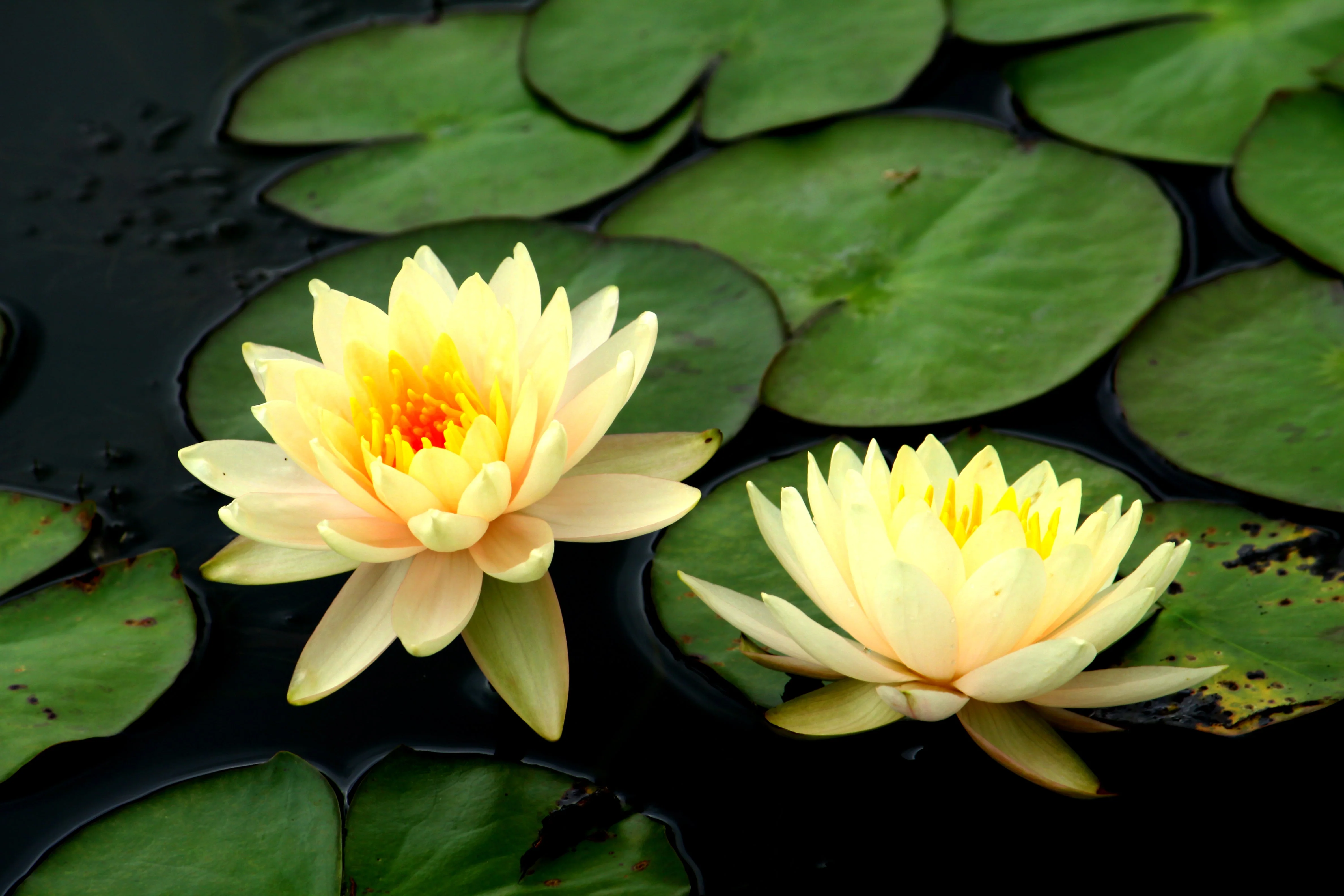 3 Organic Mixed Colors LOTUS Nelumbo Nucifera Pond Water Lily Lilypad Blue Red Flower Large Seeds - Image 5