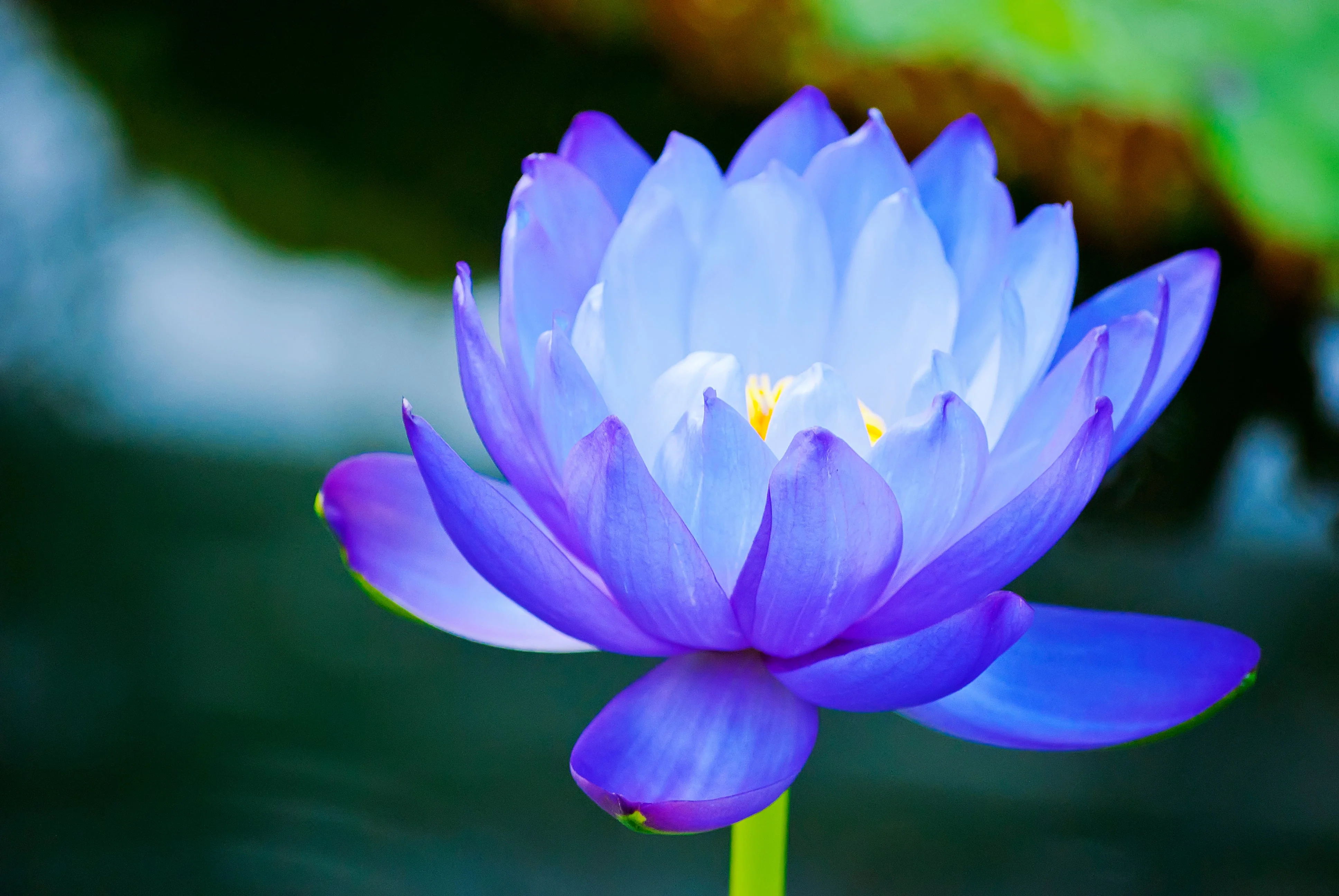 3 Organic Mixed Colors LOTUS Nelumbo Nucifera Pond Water Lily Lilypad Blue Red Flower Large Seeds - Image 6