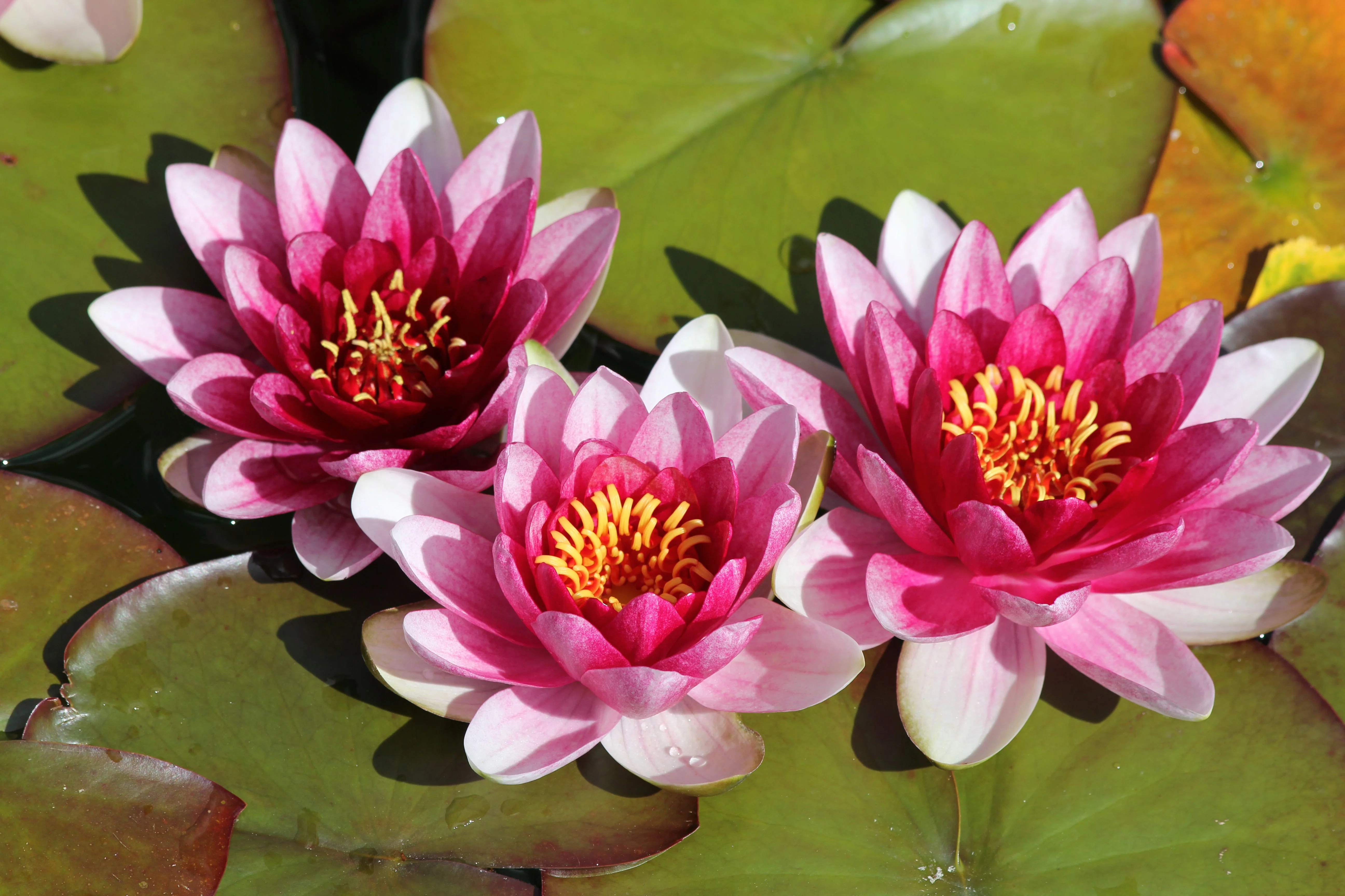 3 Organic Mixed Colors LOTUS Nelumbo Nucifera Pond Water Lily Lilypad Blue Red Flower Large Seeds - Image 7