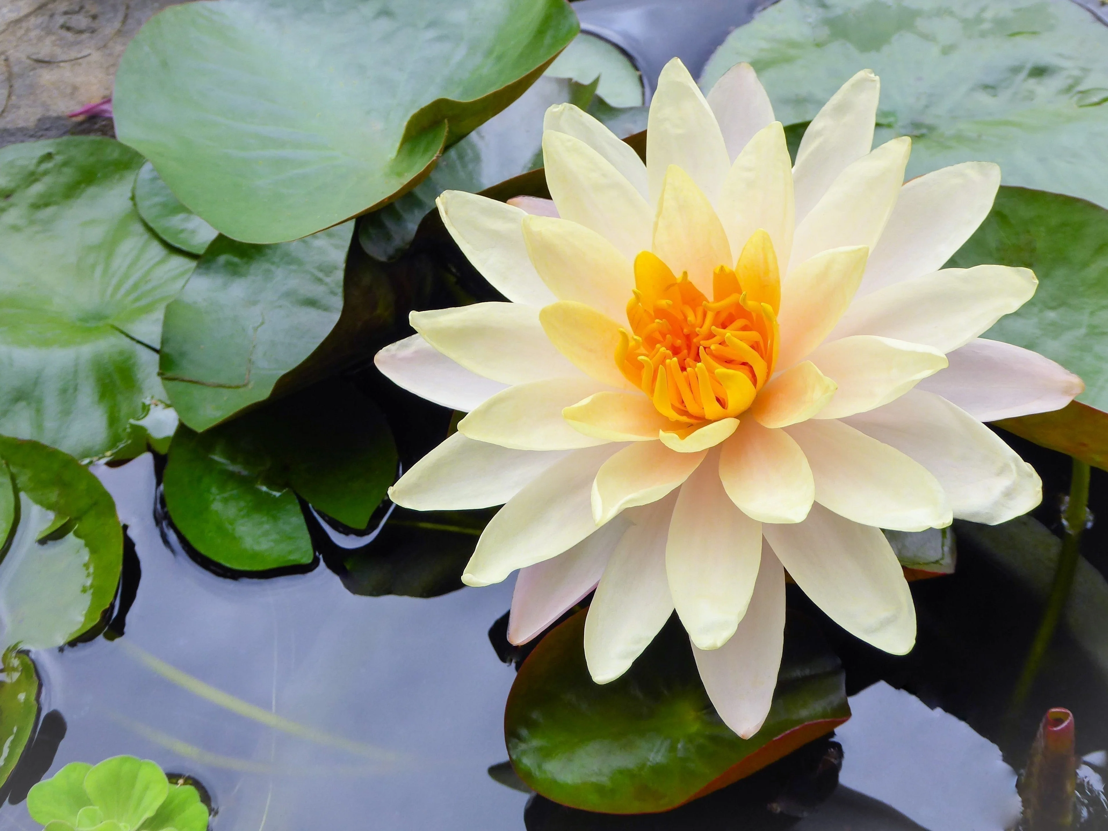3 Organic Mixed Colors LOTUS Nelumbo Nucifera Pond Water Lily Lilypad Blue Red Flower Large Seeds - Image 8