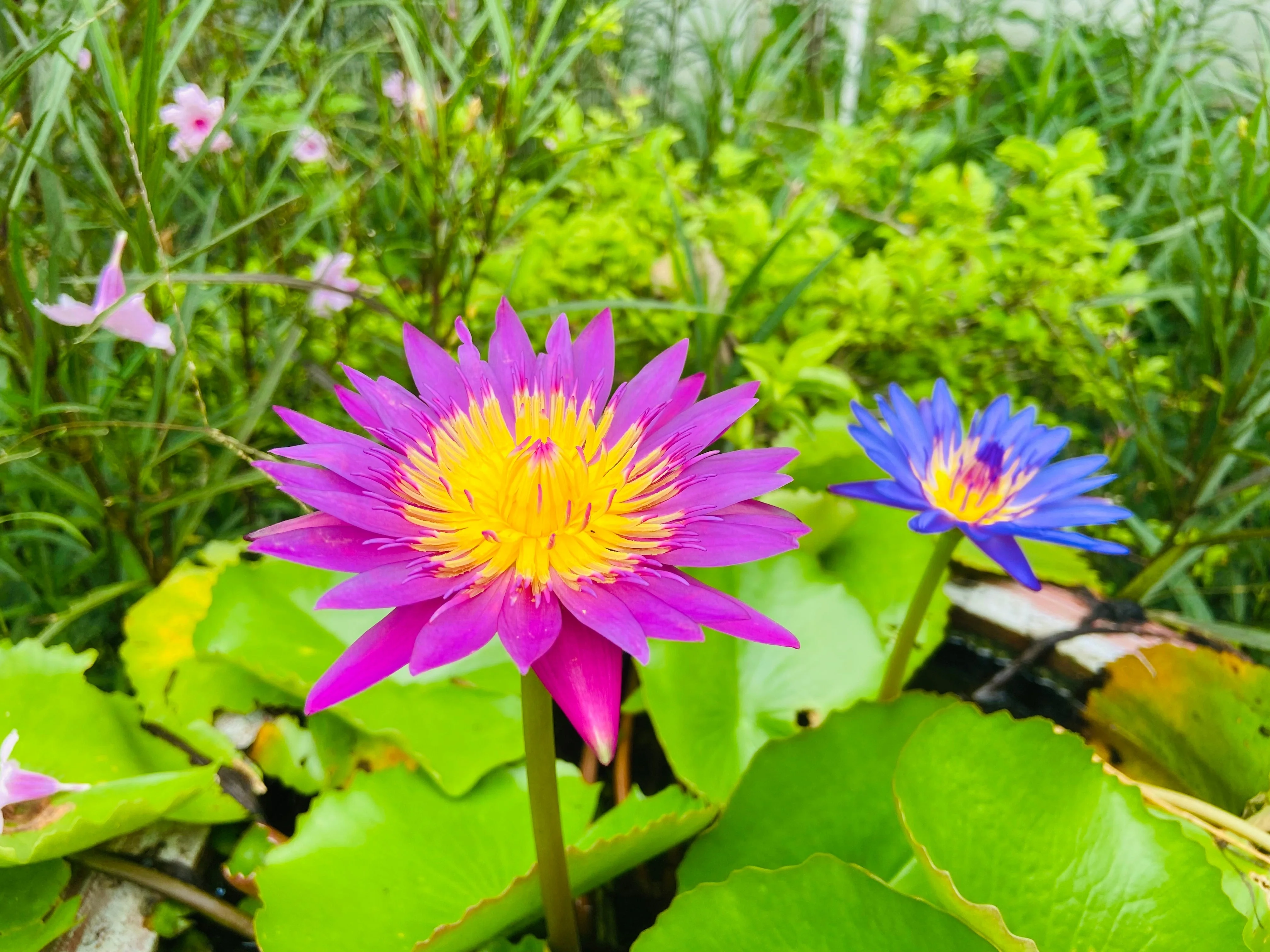 3 Organic Mixed Colors LOTUS Nelumbo Nucifera Pond Water Lily Lilypad Blue Red Flower Large Seeds - Image 9