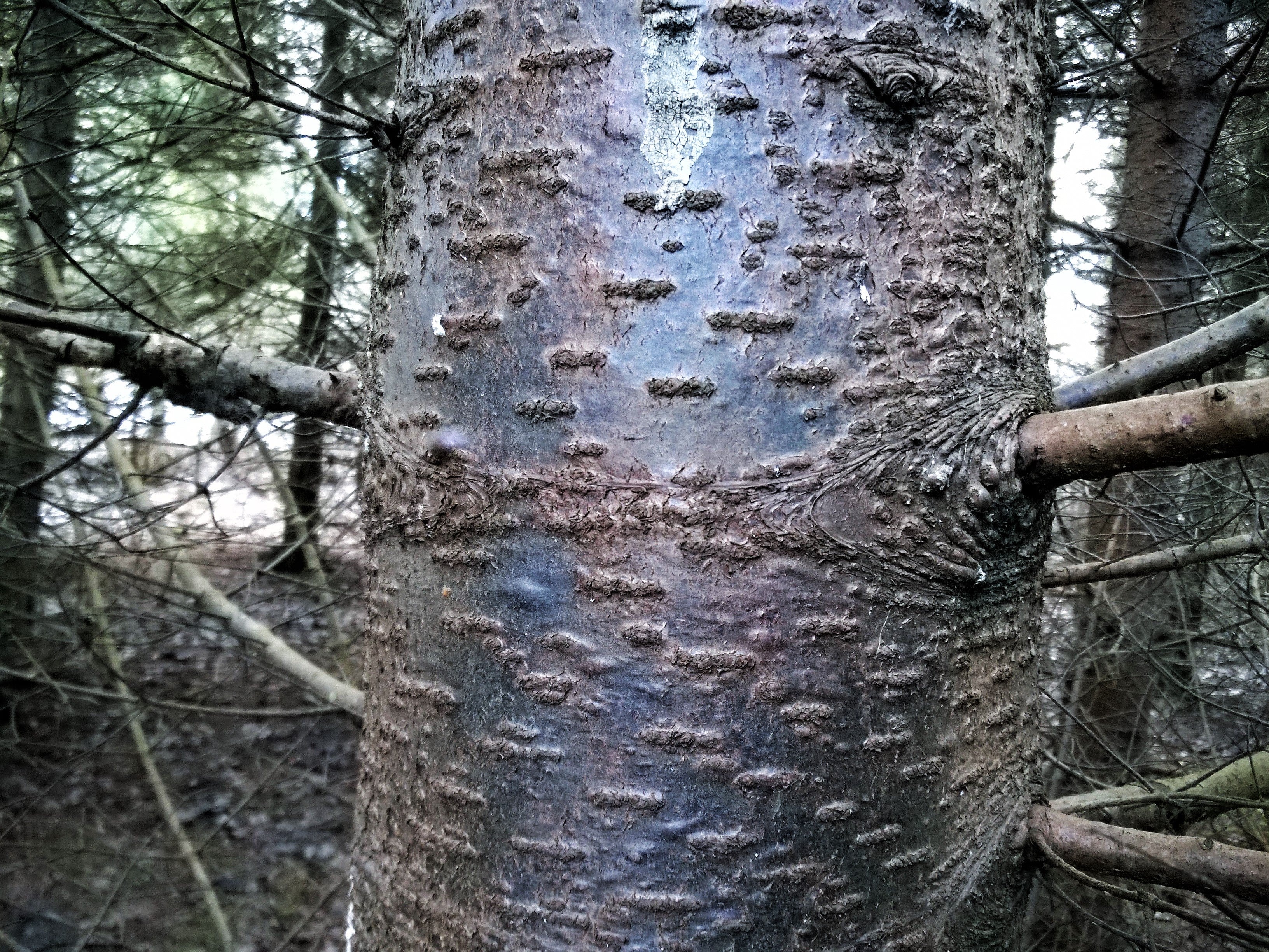 30 BALSAM FIR Tree Abies Balsamea Christmas Tree Silver Pine Canadian Fir Native Evergreen Seeds - Image 11