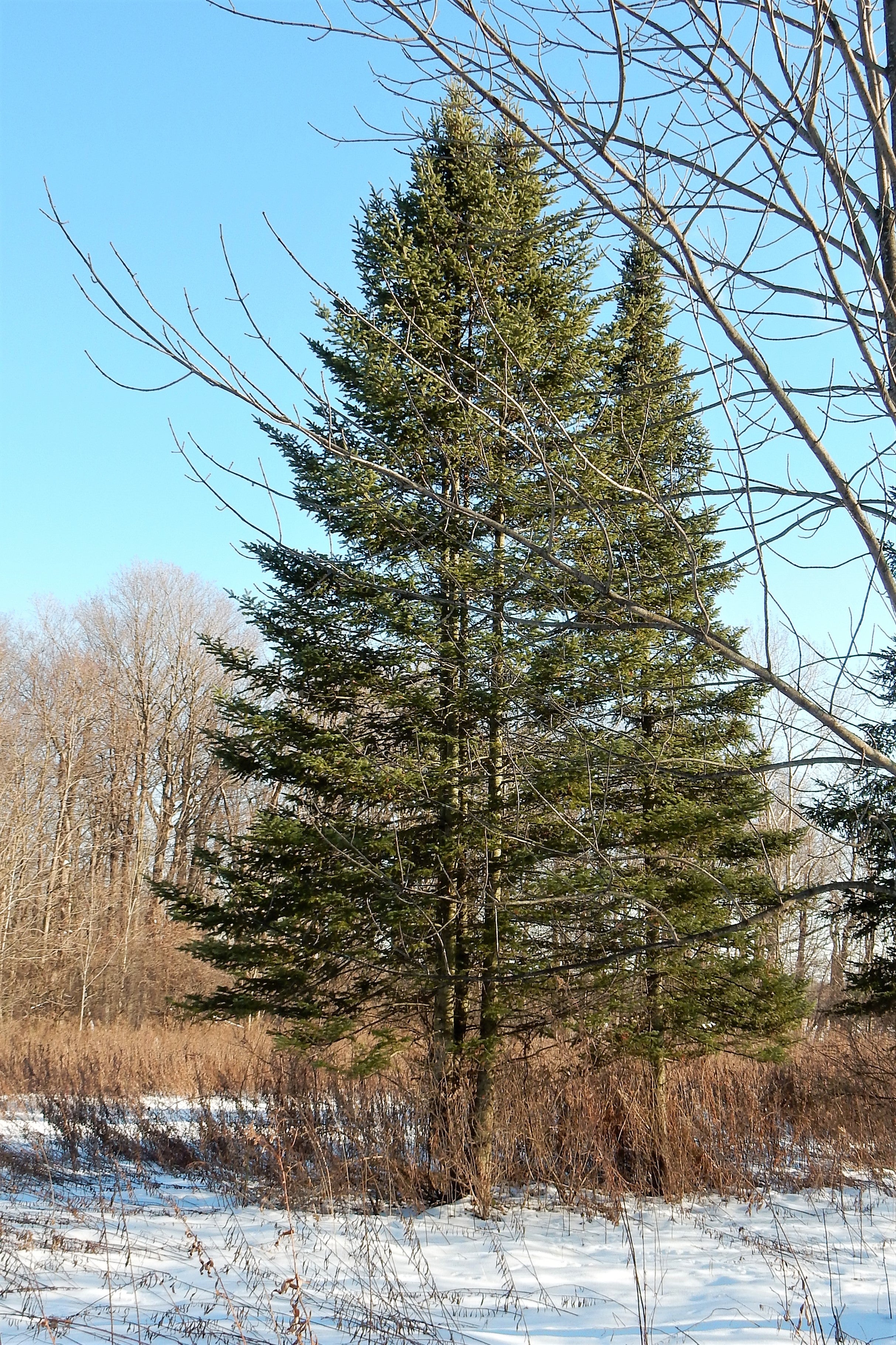 30 BALSAM FIR Tree Abies Balsamea Christmas Tree Silver Pine Canadian Fir Native Evergreen Seeds - Image 12