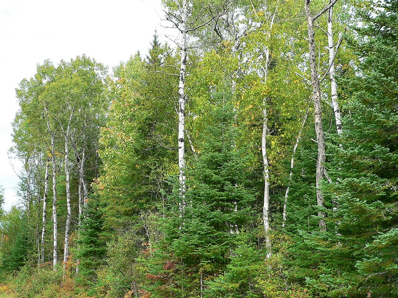 30 BALSAM FIR Tree Abies Balsamea Christmas Tree Silver Pine Canadian Fir Native Evergreen Seeds - Image 14