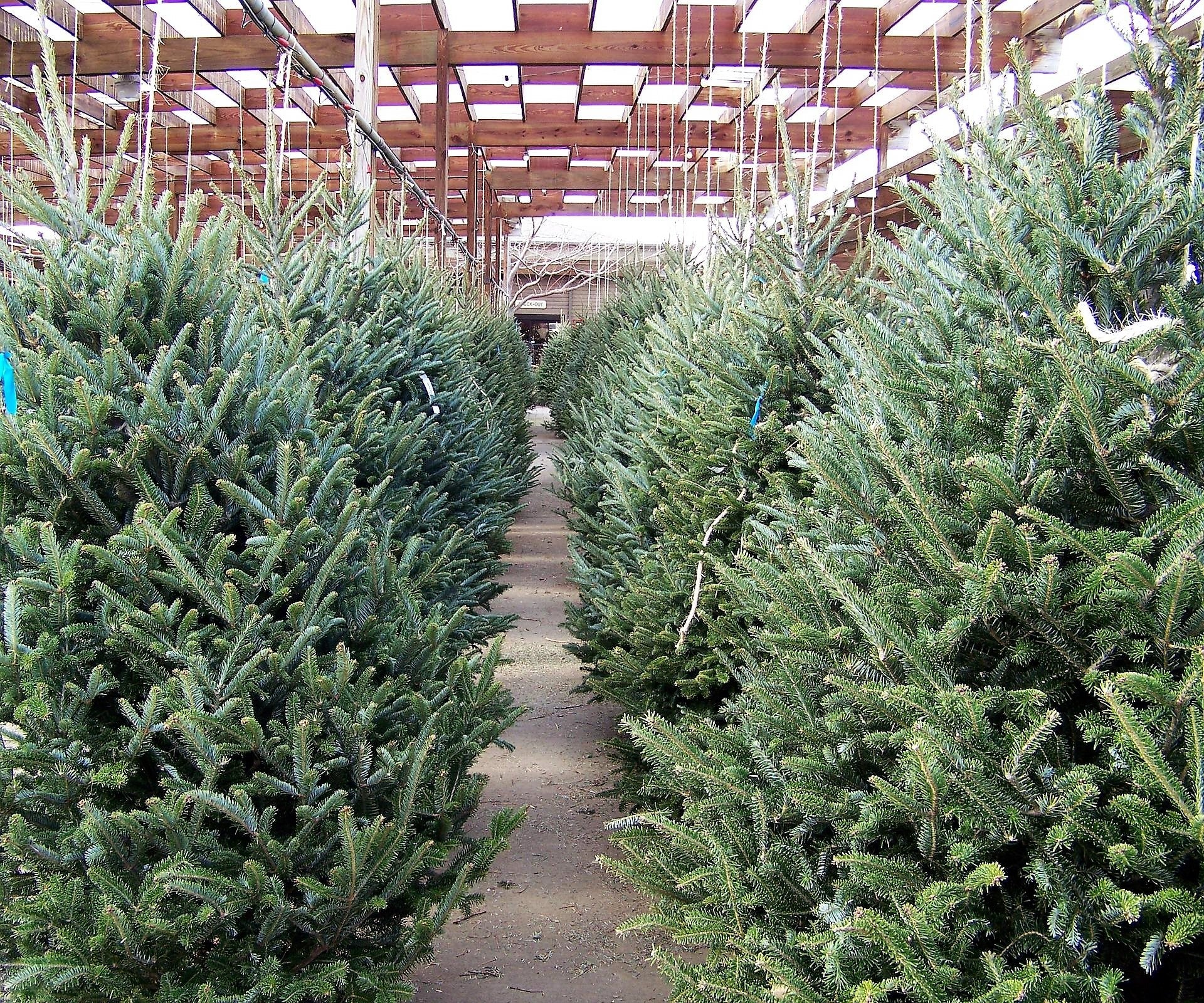 30 BALSAM FIR Tree Abies Balsamea Christmas Tree Silver Pine Canadian Fir Native Evergreen Seeds - Image 15