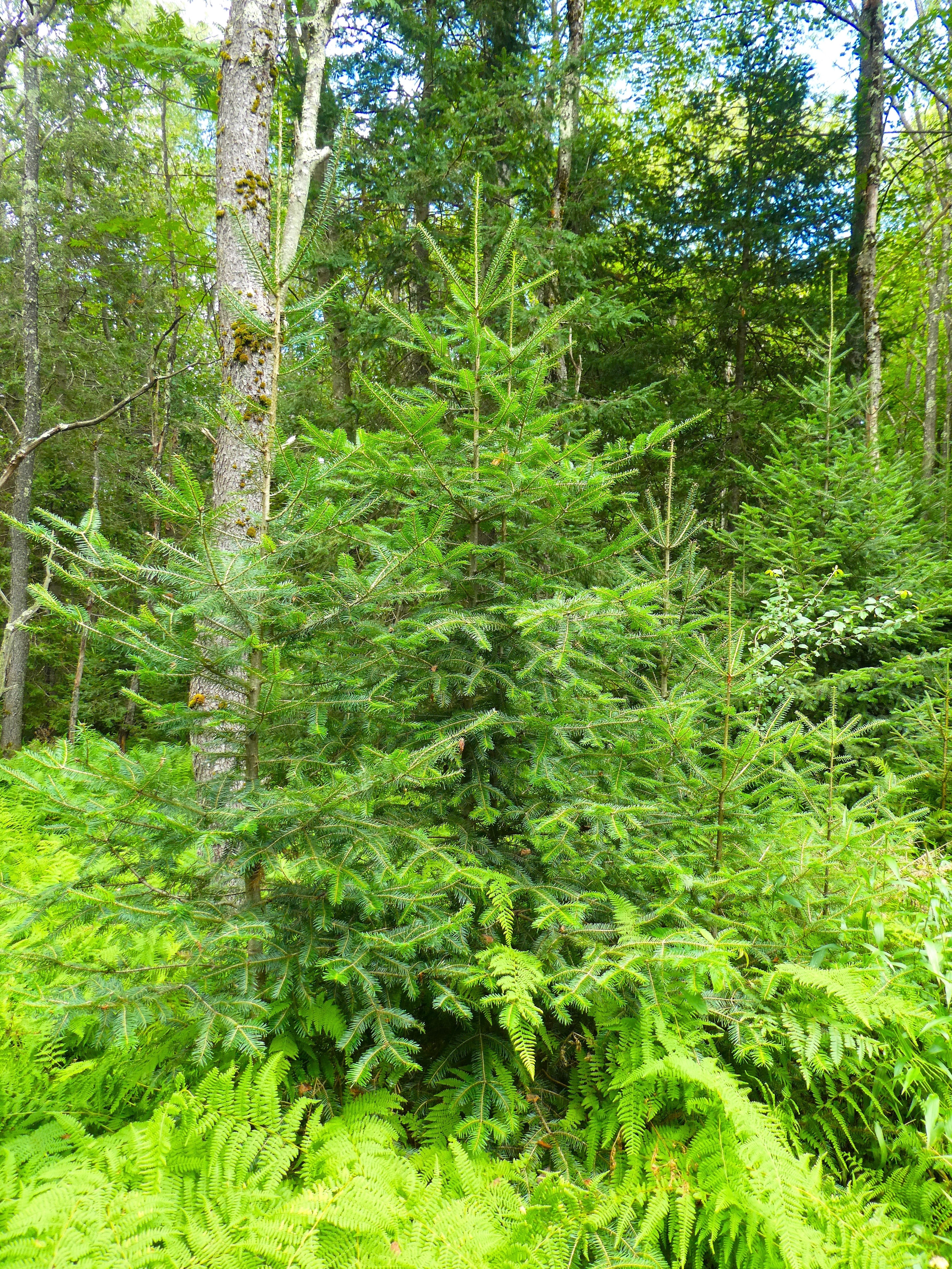 30 BALSAM FIR Tree Abies Balsamea Christmas Tree Silver Pine Canadian Fir Native Evergreen Seeds - Image 16