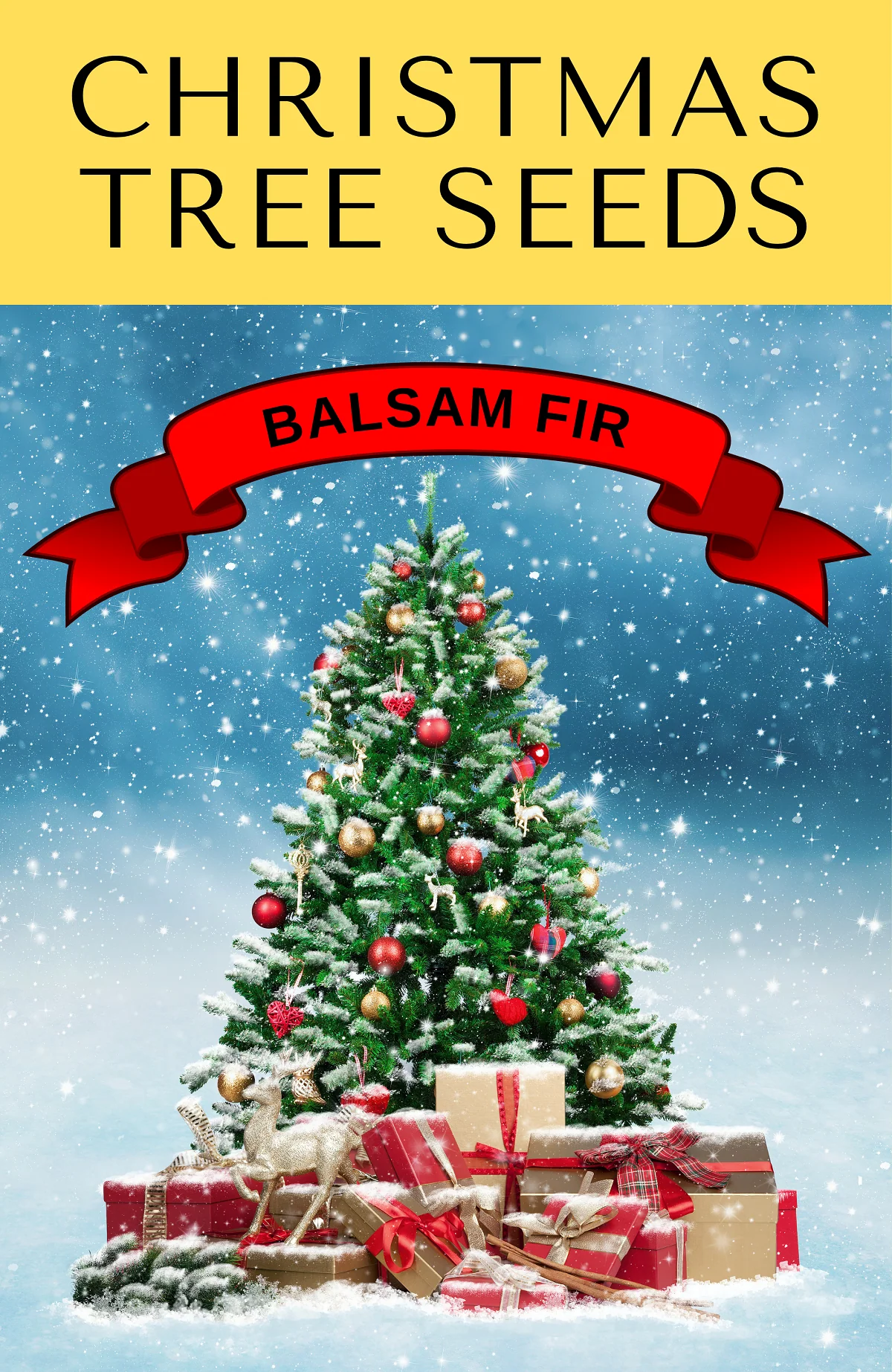 30 BALSAM FIR Tree Abies Balsamea Christmas Tree Silver Pine Canadian Fir Native Evergreen Seeds - Image 17