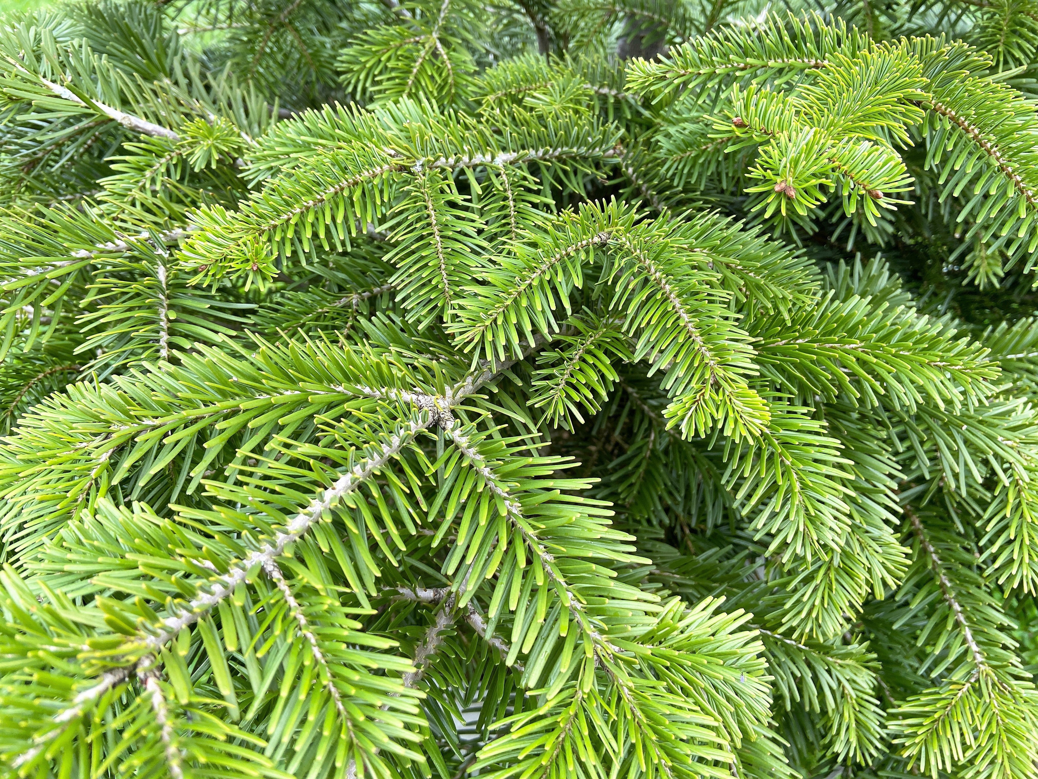 30 BALSAM FIR Tree Abies Balsamea Christmas Tree Silver Pine Canadian Fir Native Evergreen Seeds - Image 3