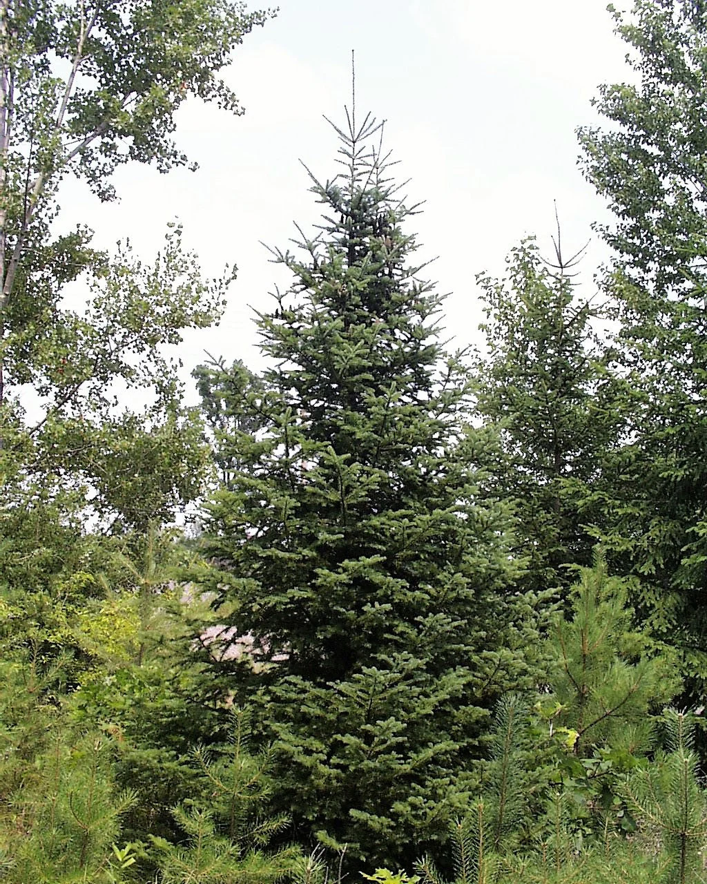 30 BALSAM FIR Tree Abies Balsamea Christmas Tree Silver Pine Canadian Fir Native Evergreen Seeds - Image 4