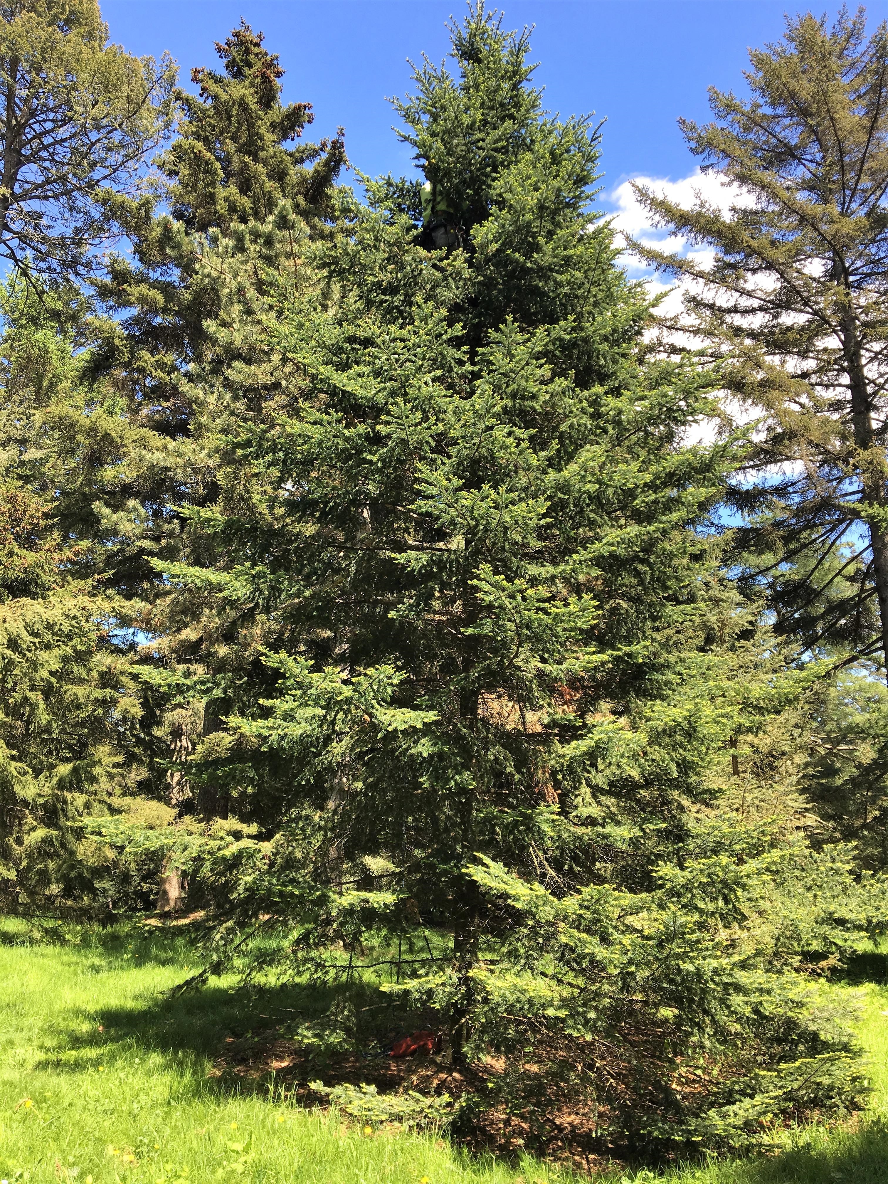 30 BALSAM FIR Tree Abies Balsamea Christmas Tree Silver Pine Canadian Fir Native Evergreen Seeds - Image 5