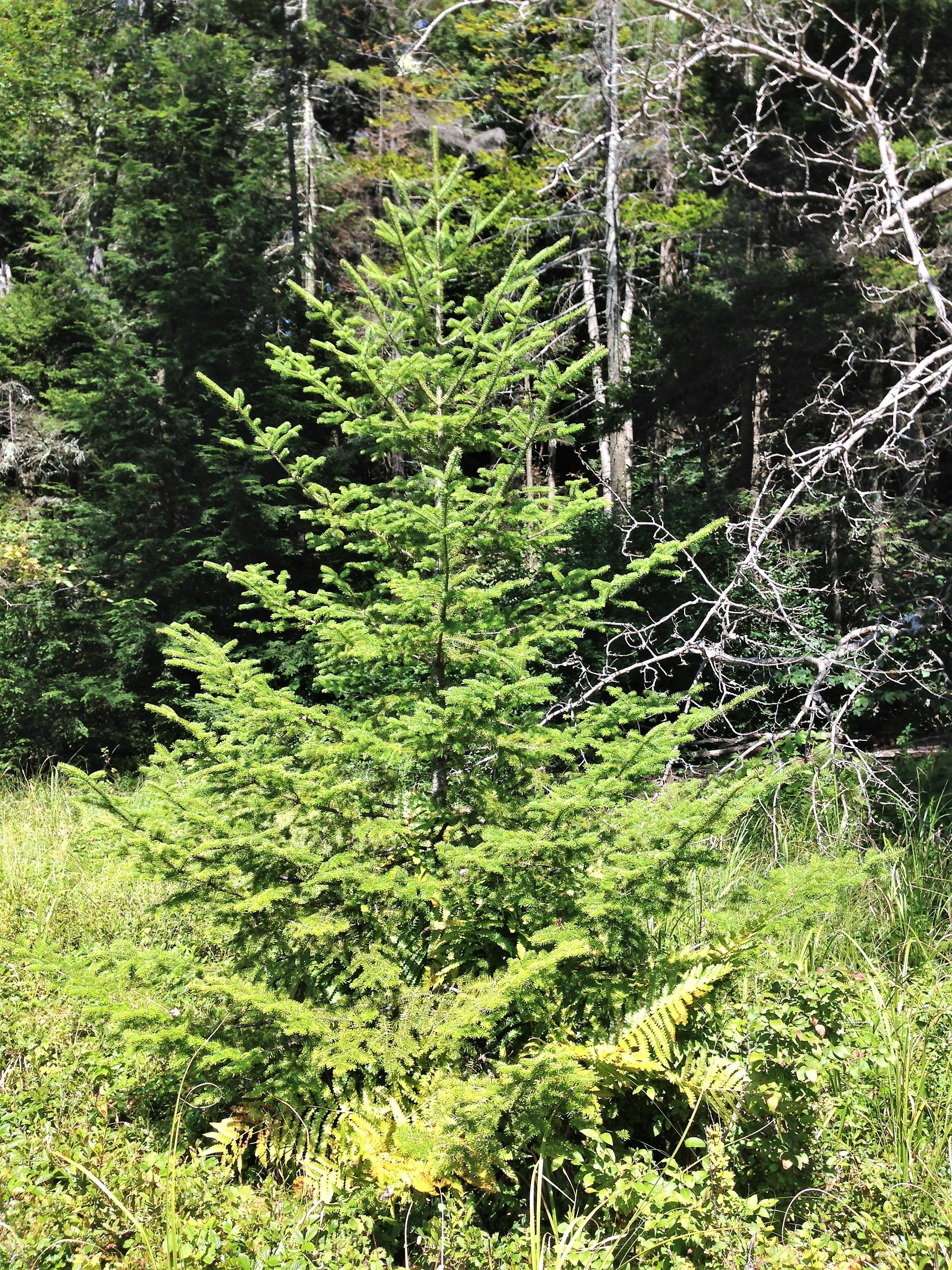 30 BALSAM FIR Tree Abies Balsamea Christmas Tree Silver Pine Canadian Fir Native Evergreen Seeds - Image 7