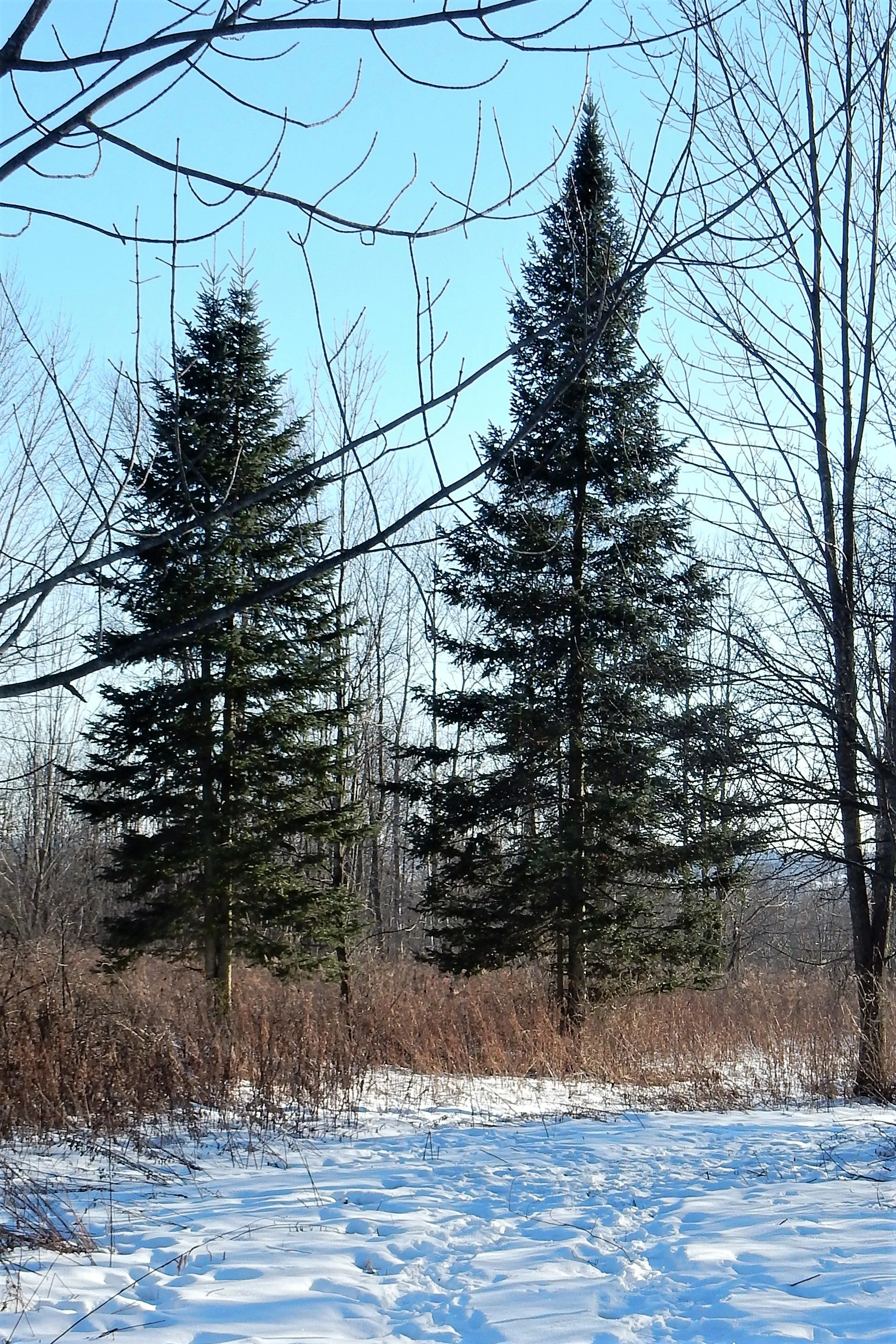 30 BALSAM FIR Tree Abies Balsamea Christmas Tree Silver Pine Canadian Fir Native Evergreen Seeds - Image 9
