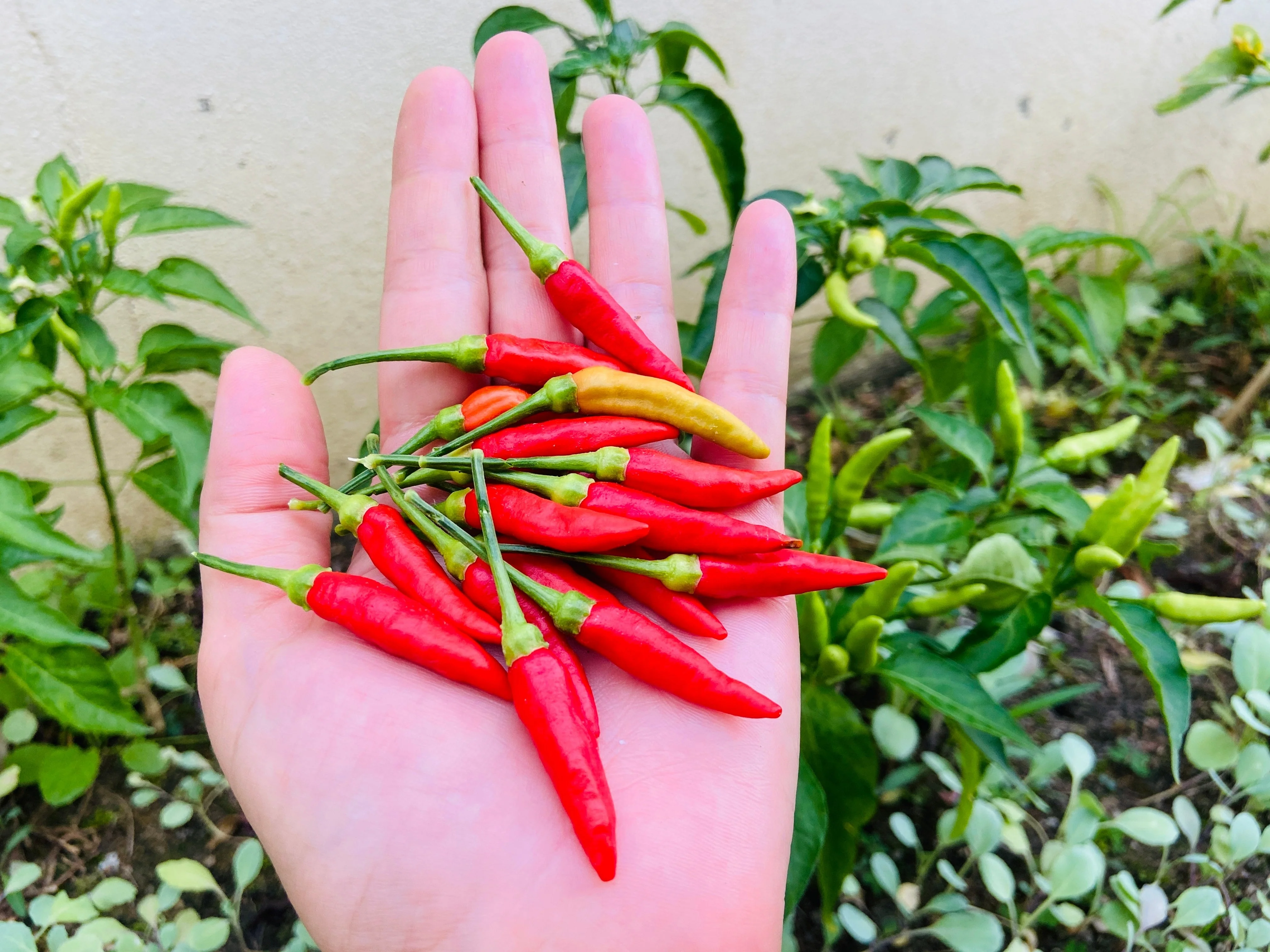 30 BIRDS Eye CHILI PEPPER (Chiltepin Pepper) Capsicum Frutescens Vegetable Seeds - Image 10