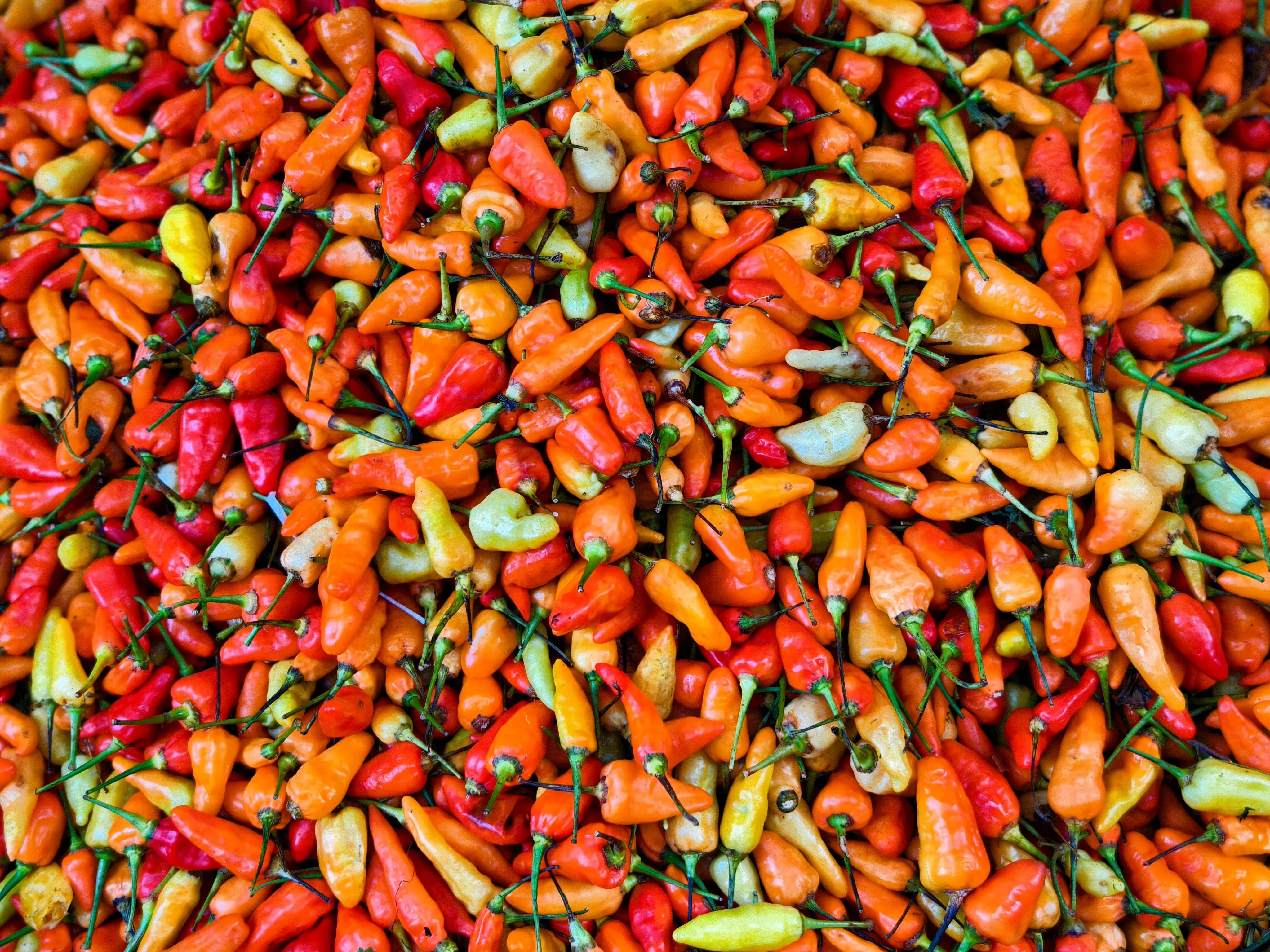 30 BIRDS Eye CHILI PEPPER (Chiltepin Pepper) Capsicum Frutescens Vegetable Seeds - Image 11