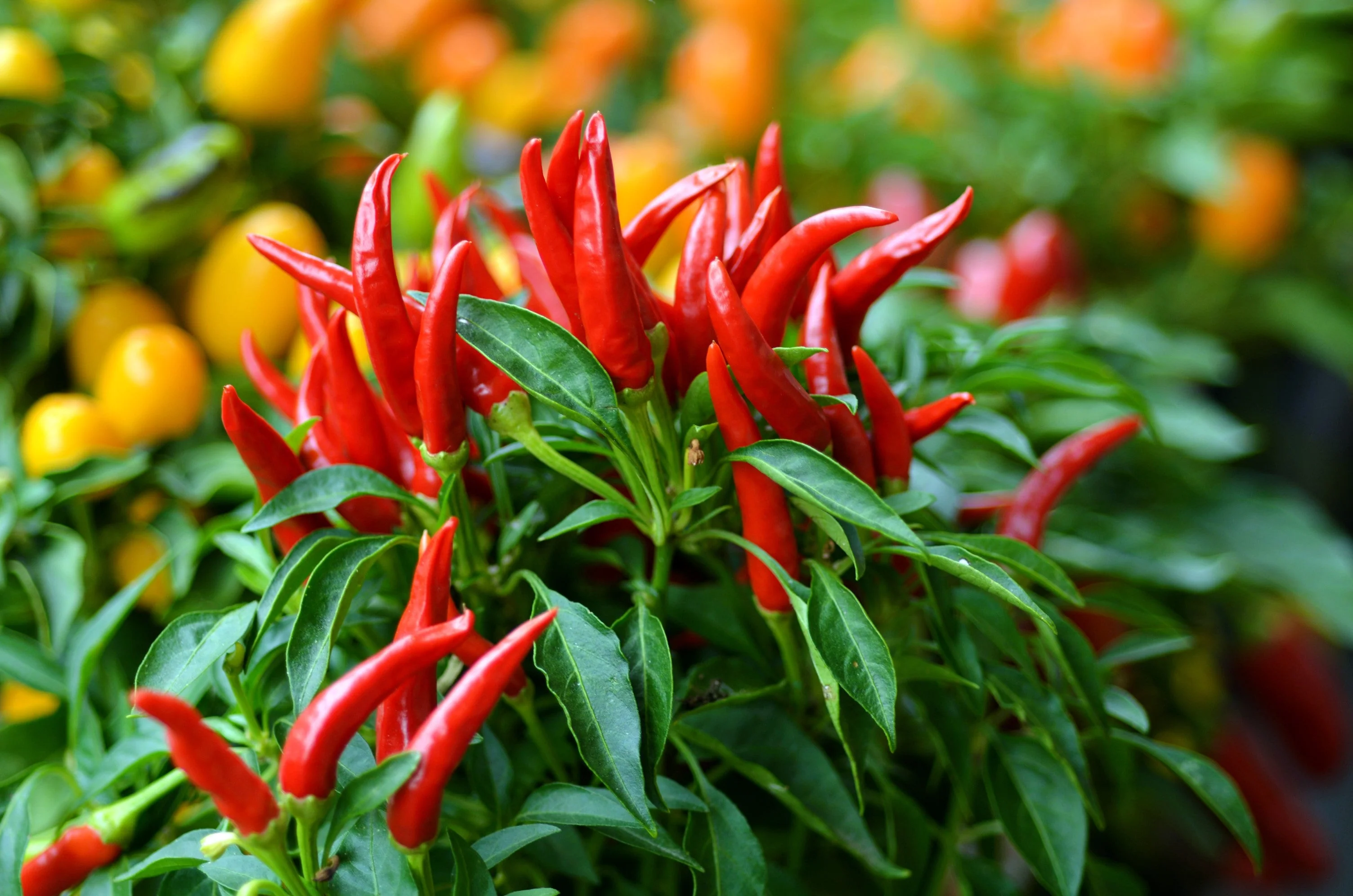 30 BIRDS Eye CHILI PEPPER (Chiltepin Pepper) Capsicum Frutescens Vegetable Seeds - Image 2