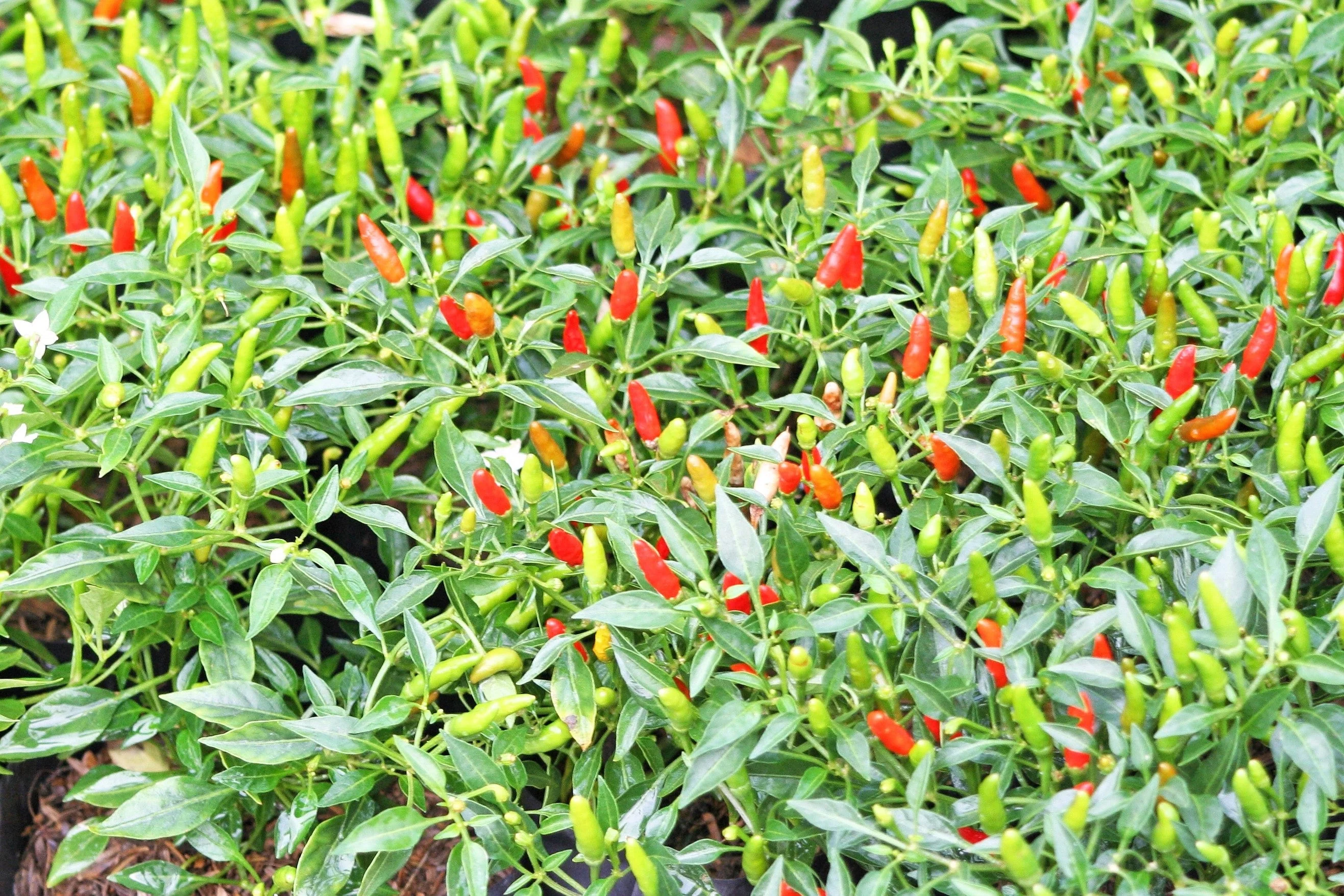 30 BIRDS Eye CHILI PEPPER (Chiltepin Pepper) Capsicum Frutescens Vegetable Seeds - Image 3