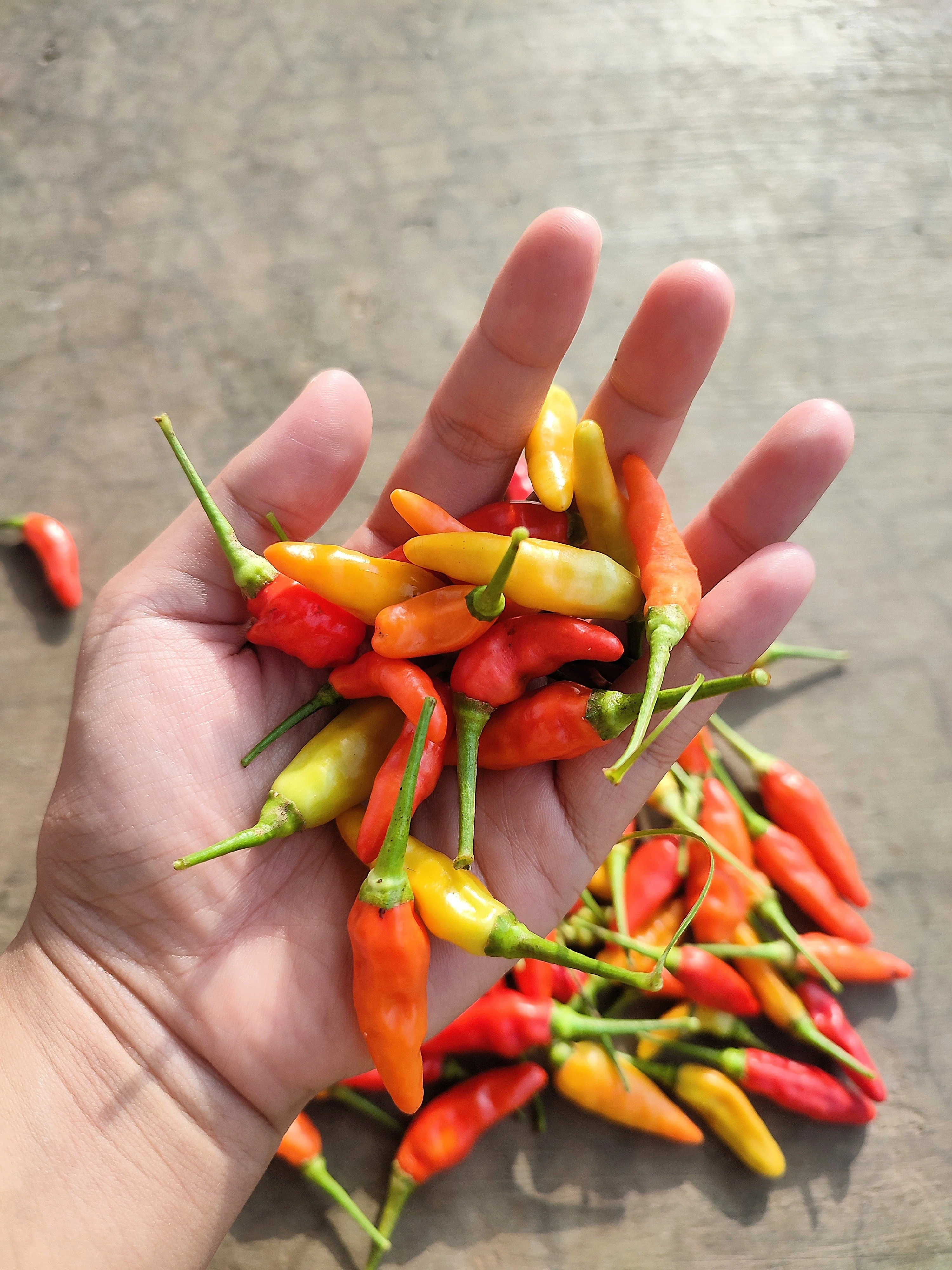 30 BIRDS Eye CHILI PEPPER (Chiltepin Pepper) Capsicum Frutescens Vegetable Seeds - Image 4