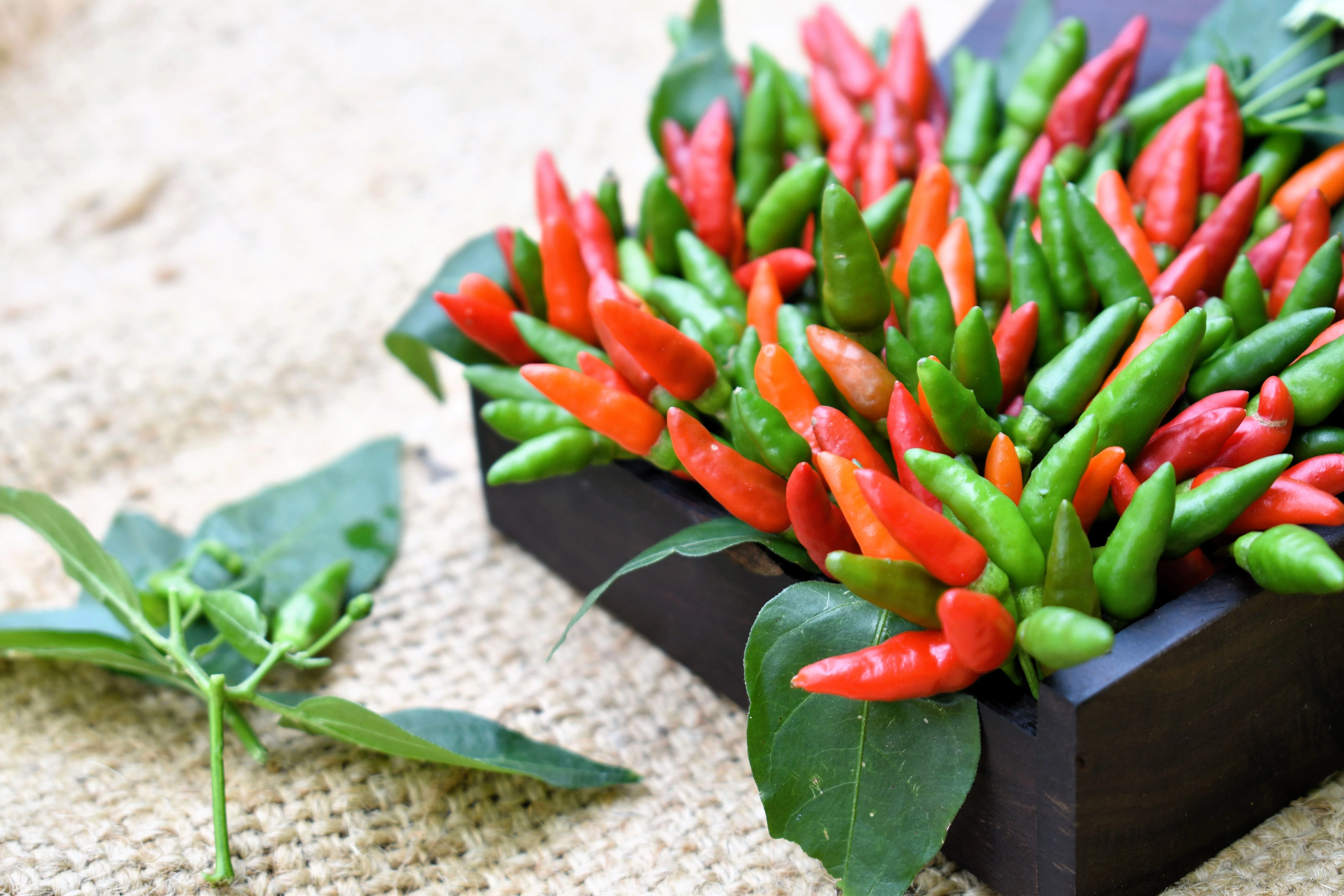 30 BIRDS Eye CHILI PEPPER (Chiltepin Pepper) Capsicum Frutescens Vegetable Seeds - Image 6