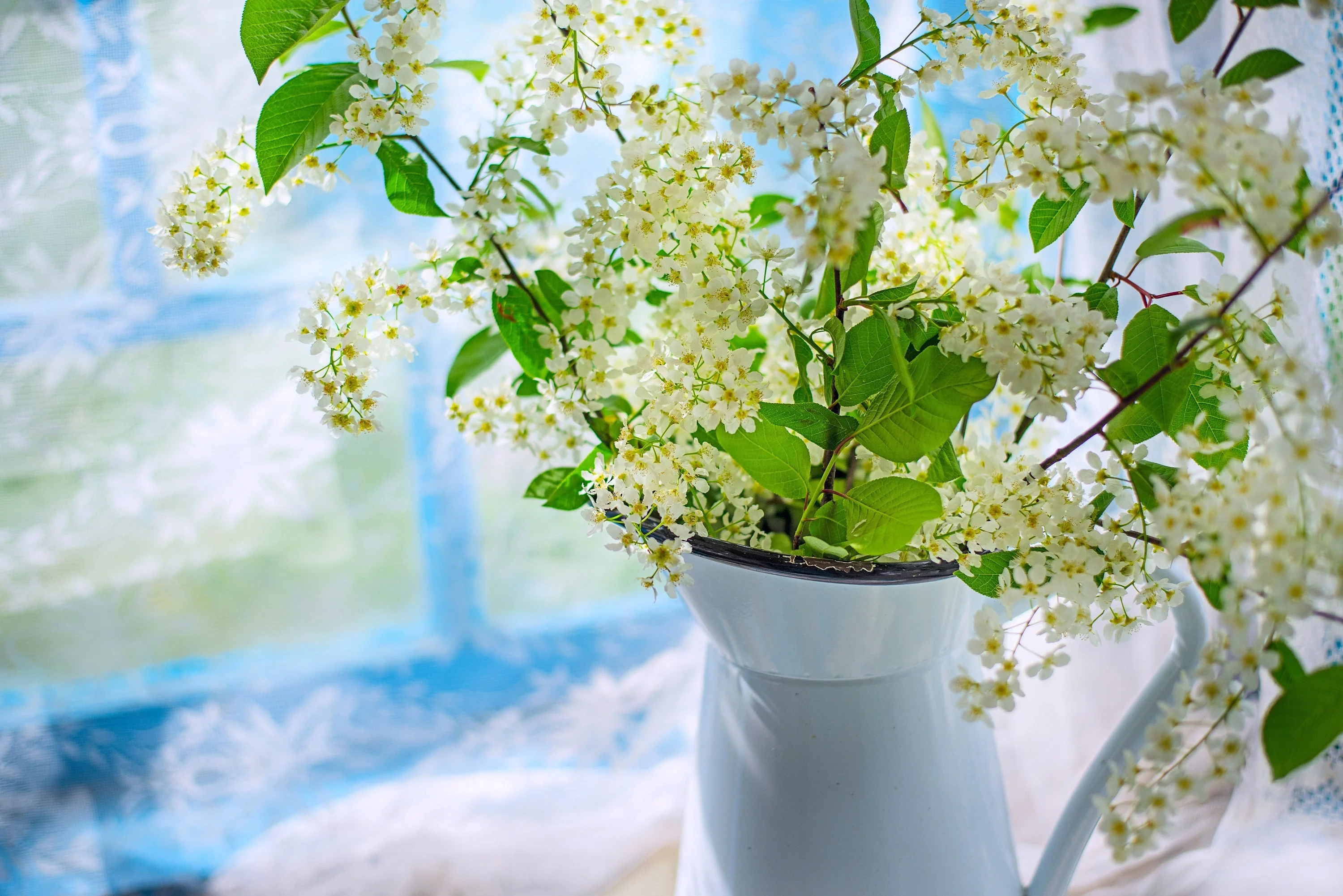 30 BLACK CHERRY Fruit Tree Prunus Serotina Fragrant White Flowers Seeds - Image 10