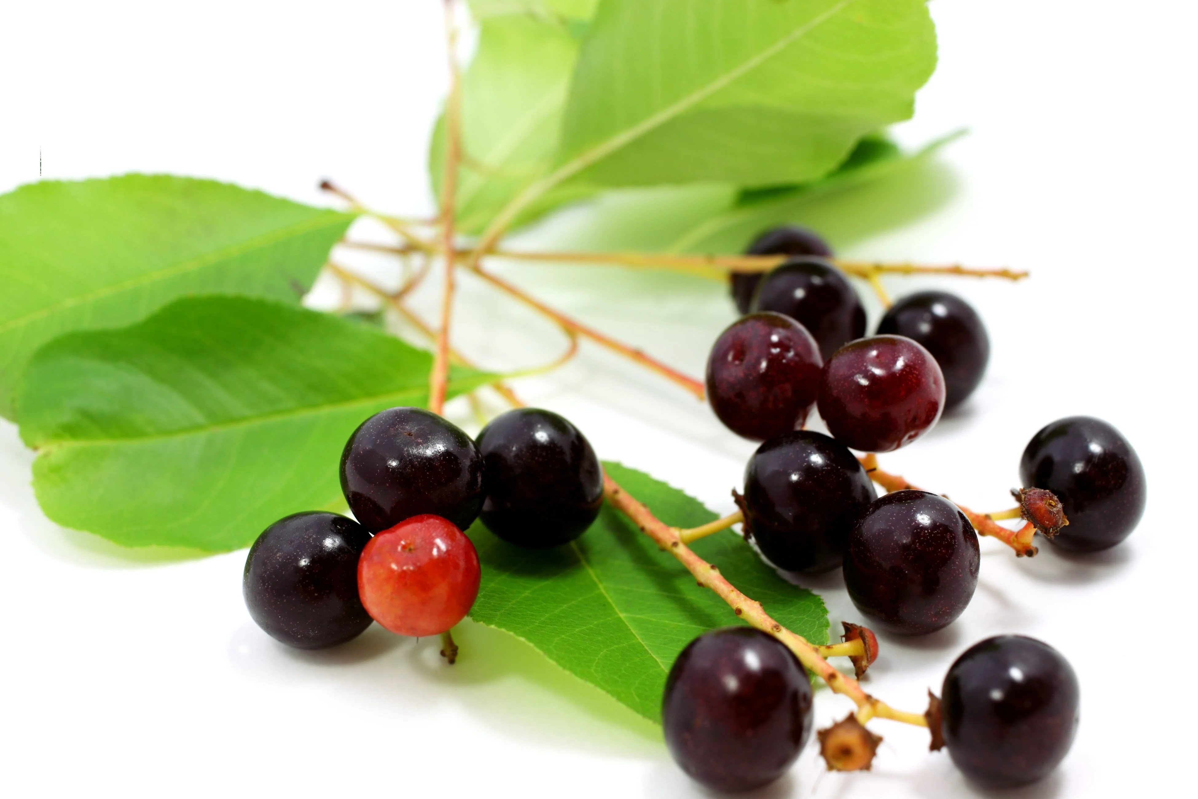 30 BLACK CHERRY Fruit Tree Prunus Serotina Fragrant White Flowers Seeds - Image 2