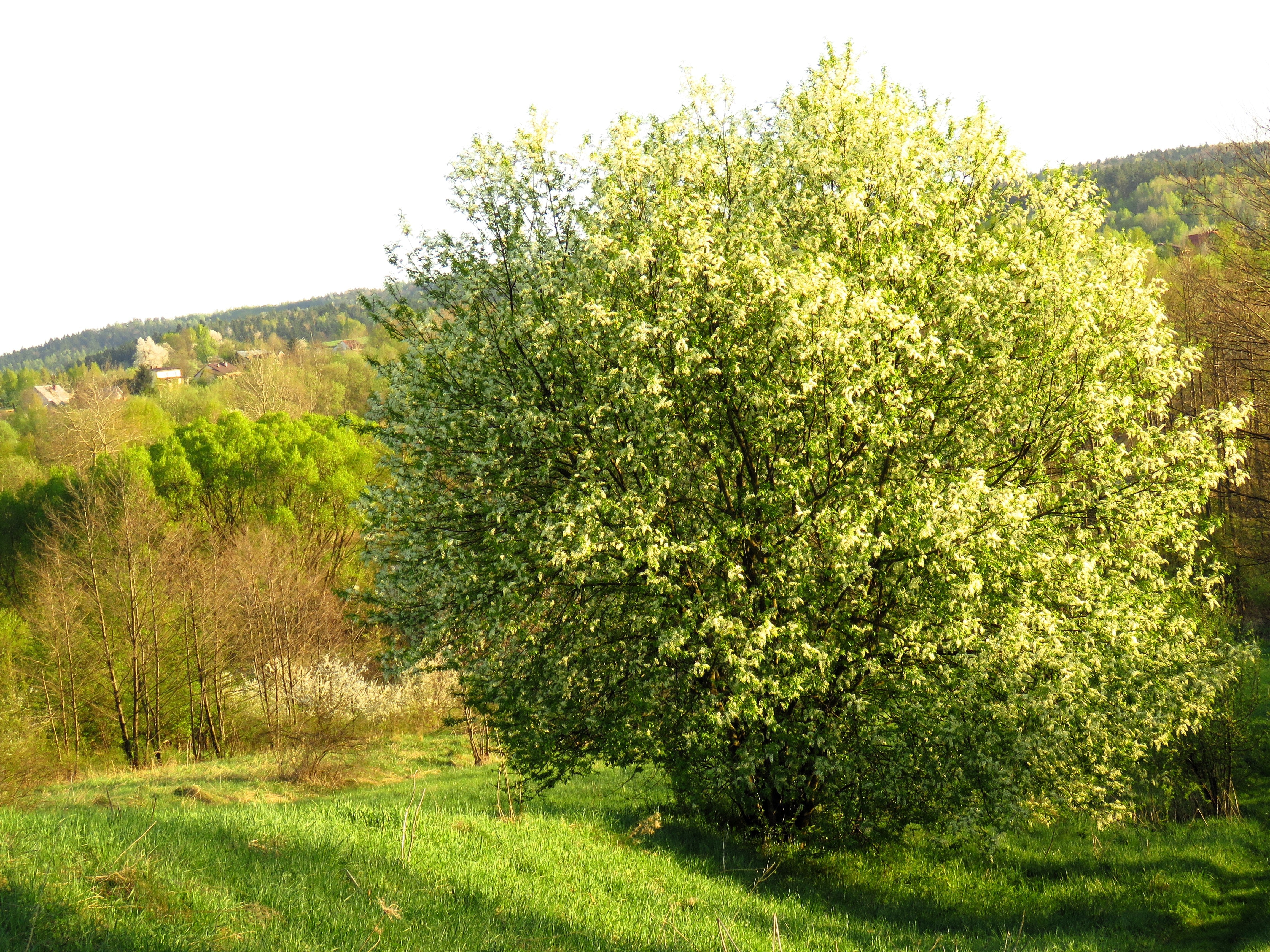 30 BLACK CHERRY Fruit Tree Prunus Serotina Fragrant White Flowers Seeds - Image 4