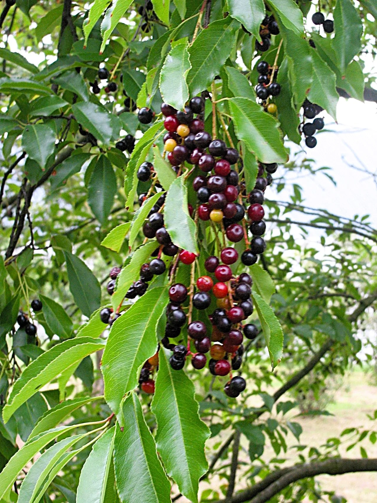 30 BLACK CHERRY Fruit Tree Prunus Serotina Fragrant White Flowers Seeds - Image 6