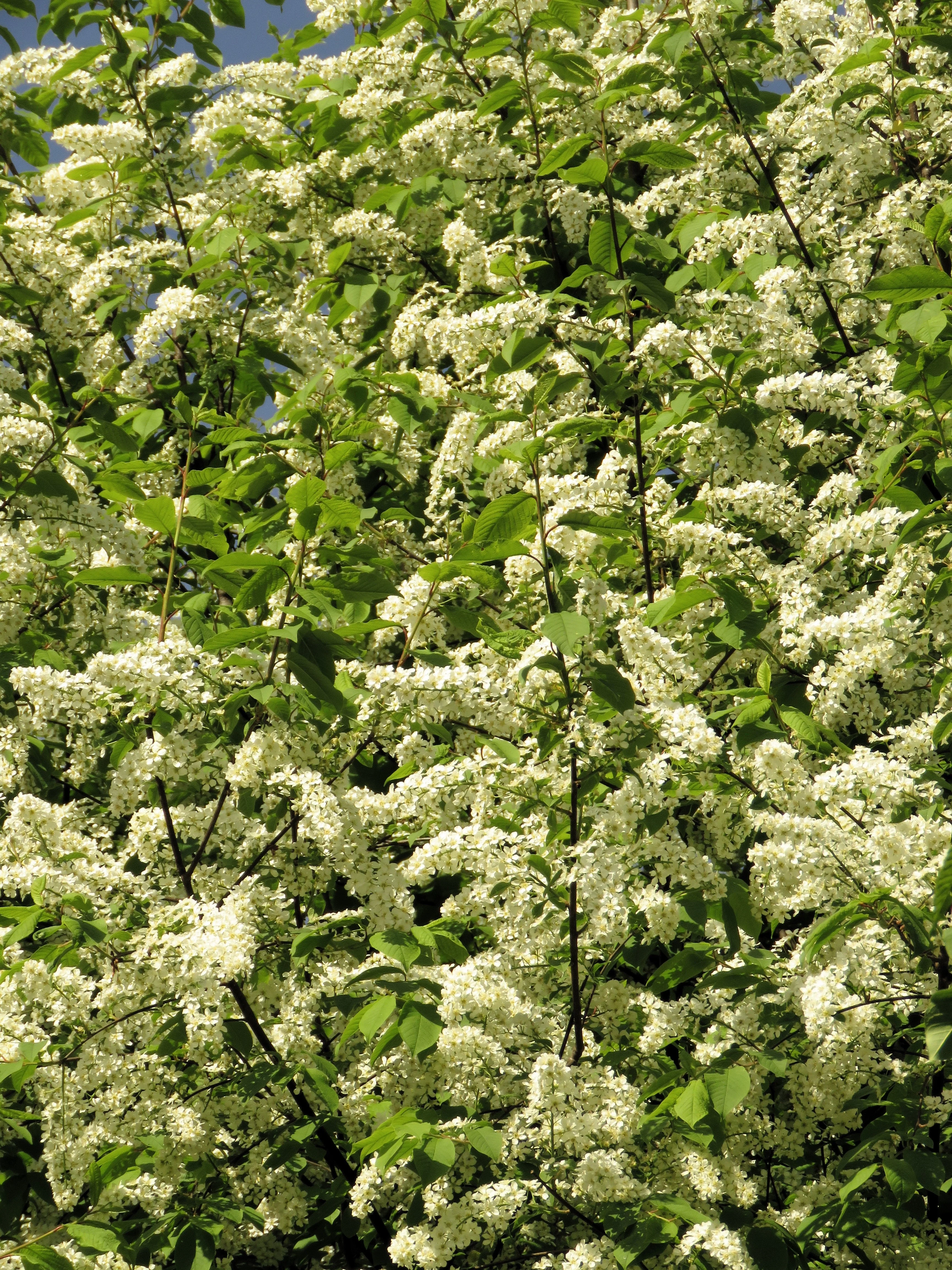 30 BLACK CHERRY Fruit Tree Prunus Serotina Fragrant White Flowers Seeds - Image 7