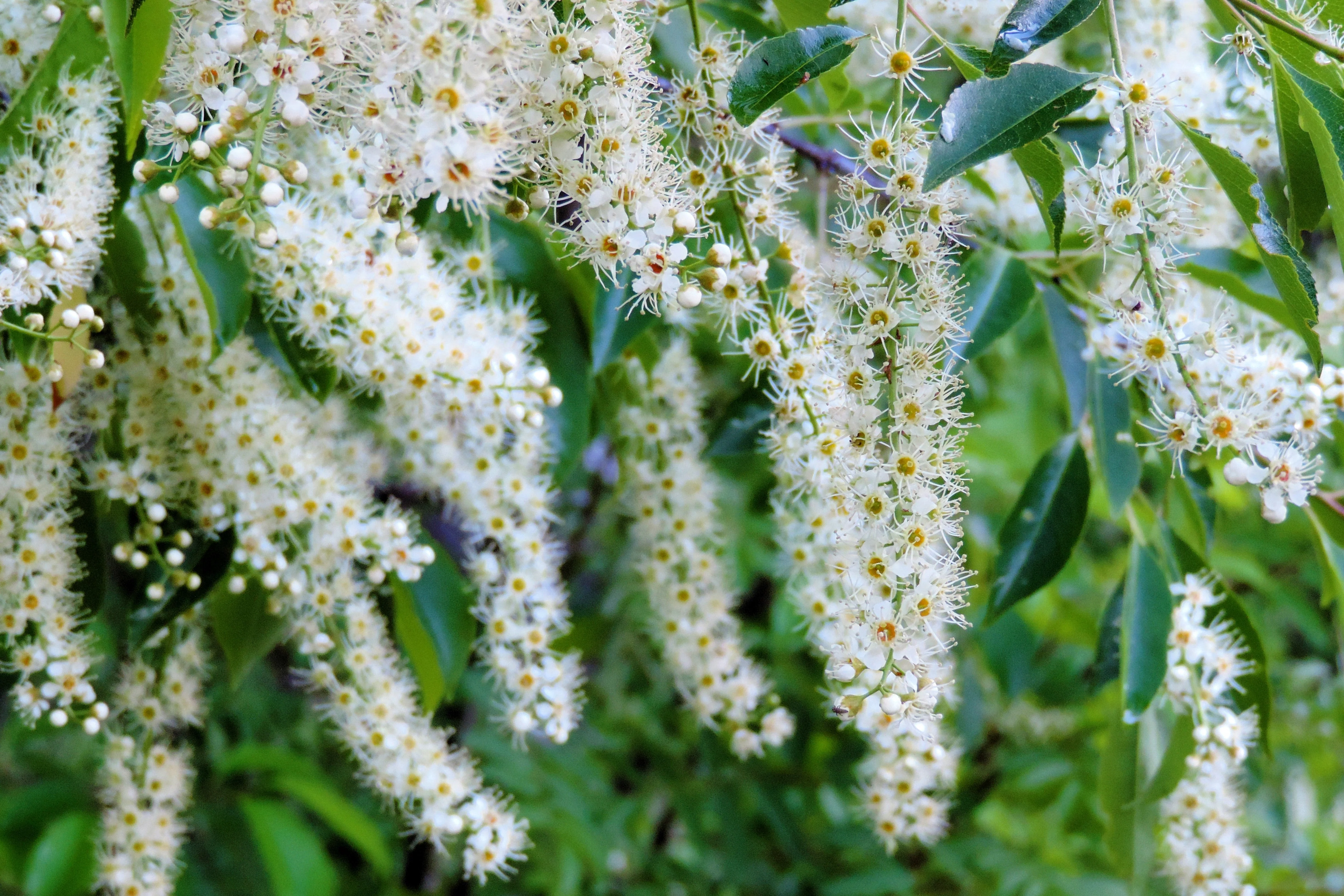 30 BLACK CHERRY Fruit Tree Prunus Serotina Fragrant White Flowers Seeds - Image 8