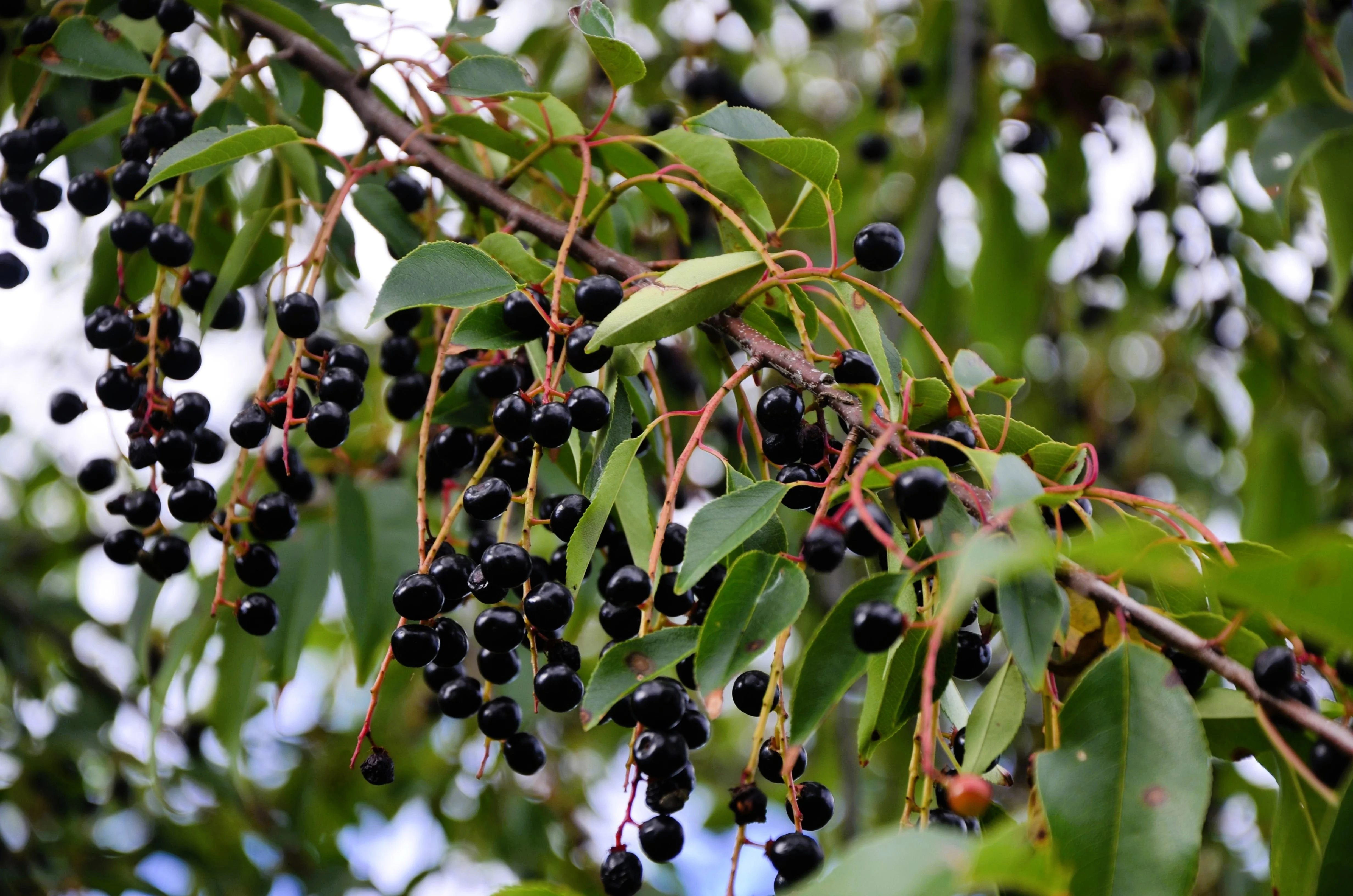 30 BLACK CHERRY Fruit Tree Prunus Serotina Fragrant White Flowers Seeds - Image 9