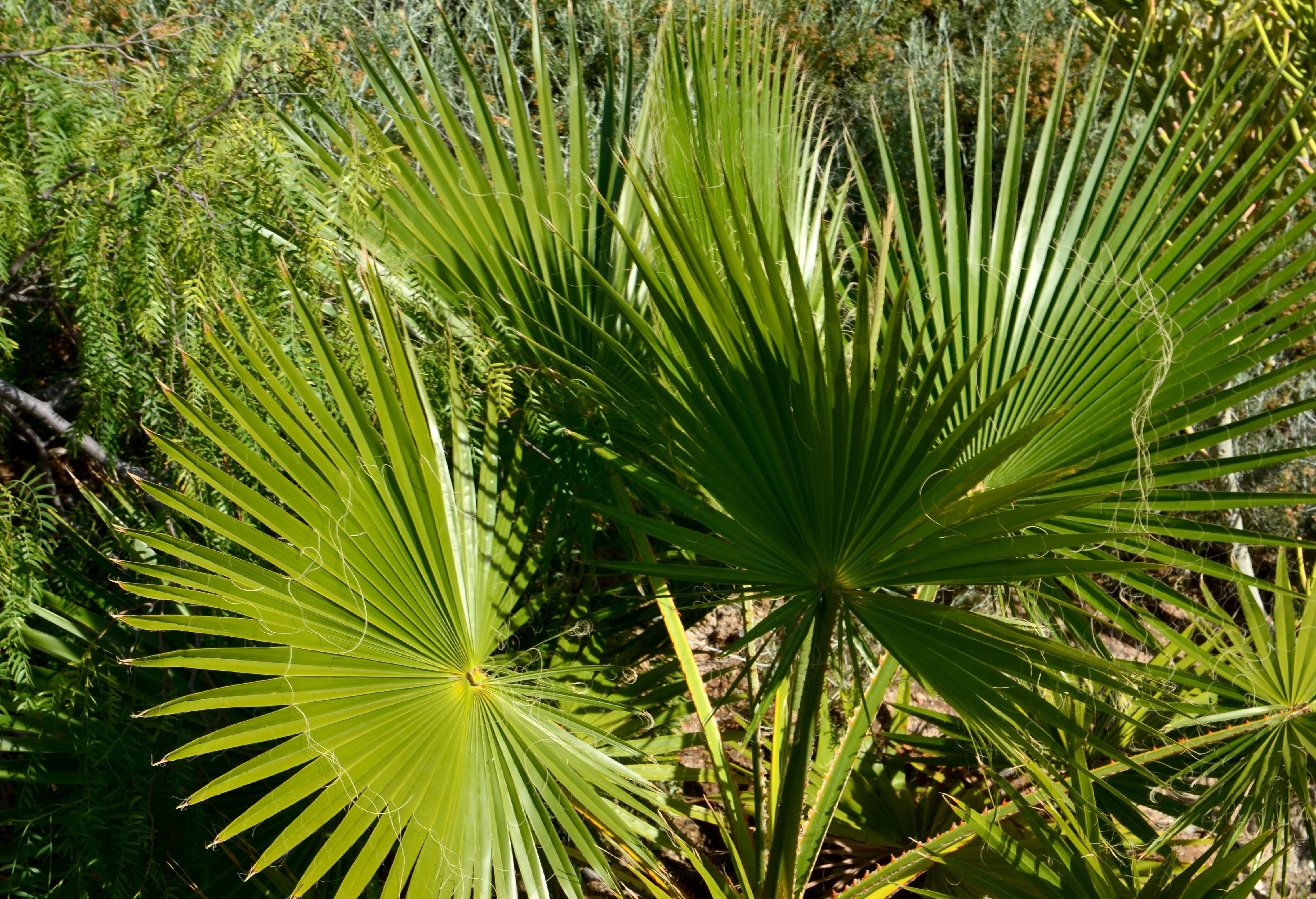30 CALIFORNIA FAN PALM Tree Petticoat Arizona Desert Washingtonia Filifera Seeds - Image 10