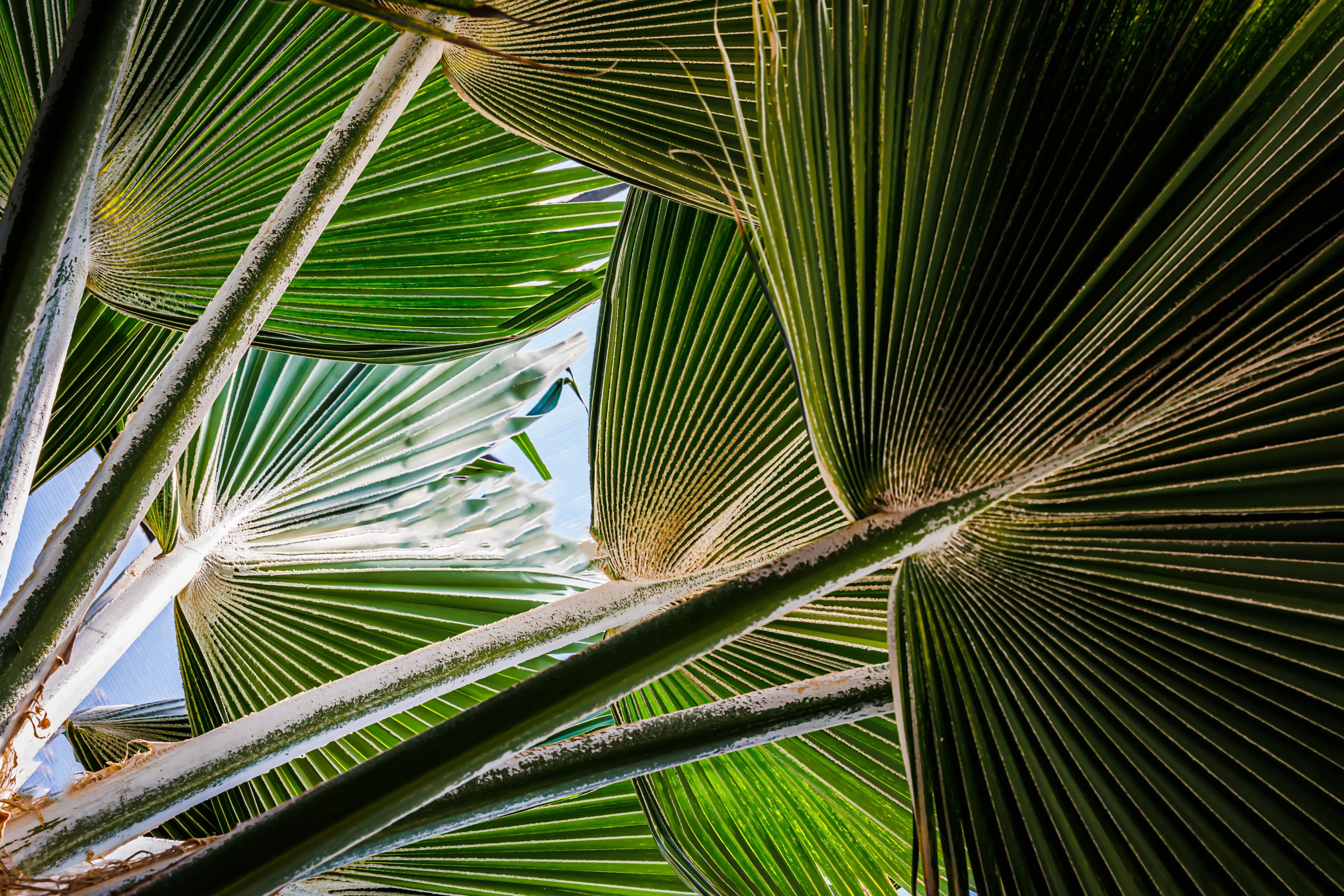 30 CALIFORNIA FAN PALM Tree Petticoat Arizona Desert Washingtonia Filifera Seeds - Image 11