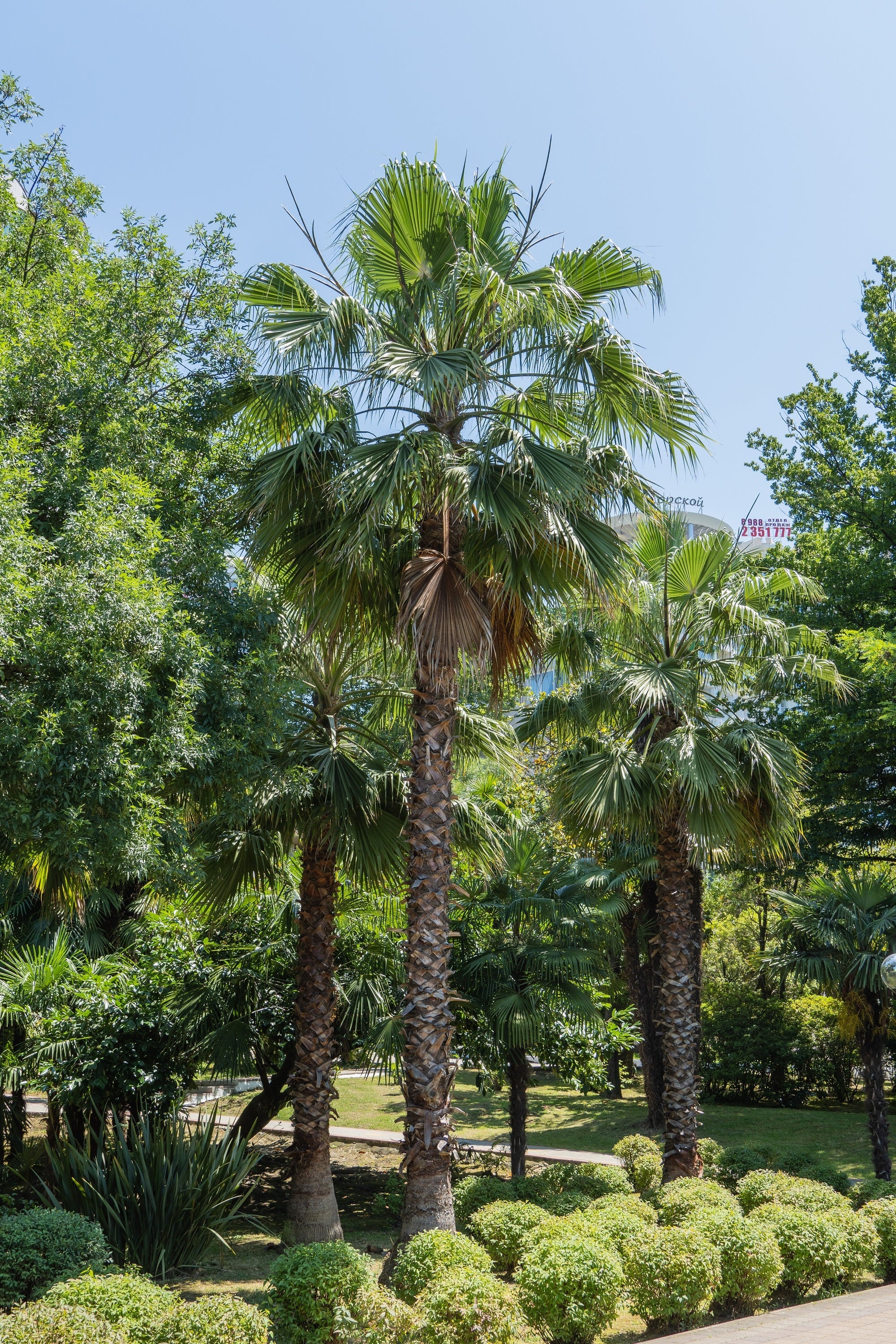 30 CALIFORNIA FAN PALM Tree Petticoat Arizona Desert Washingtonia Filifera Seeds - Image 12