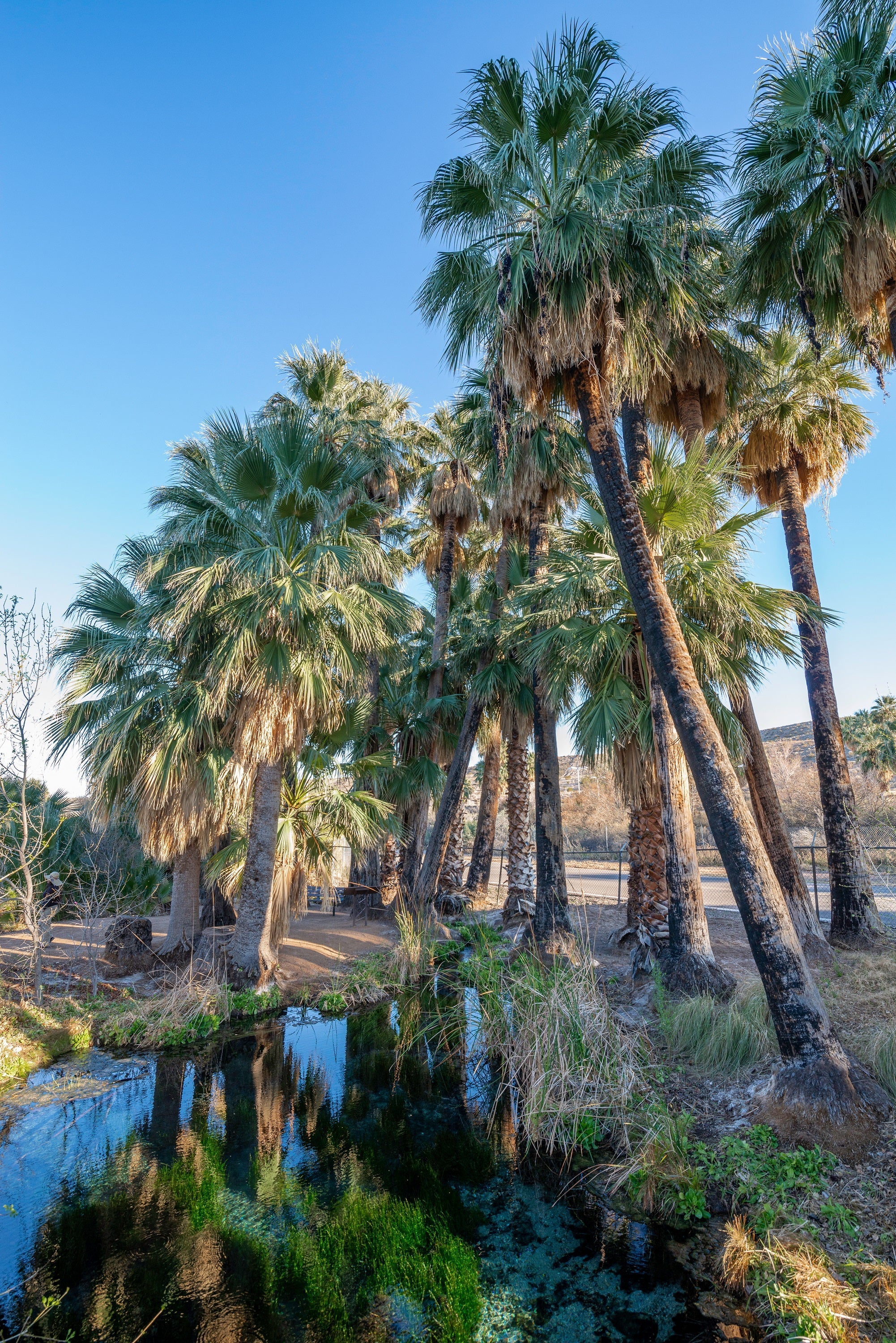 30 CALIFORNIA FAN PALM Tree Petticoat Arizona Desert Washingtonia Filifera Seeds - Image 13