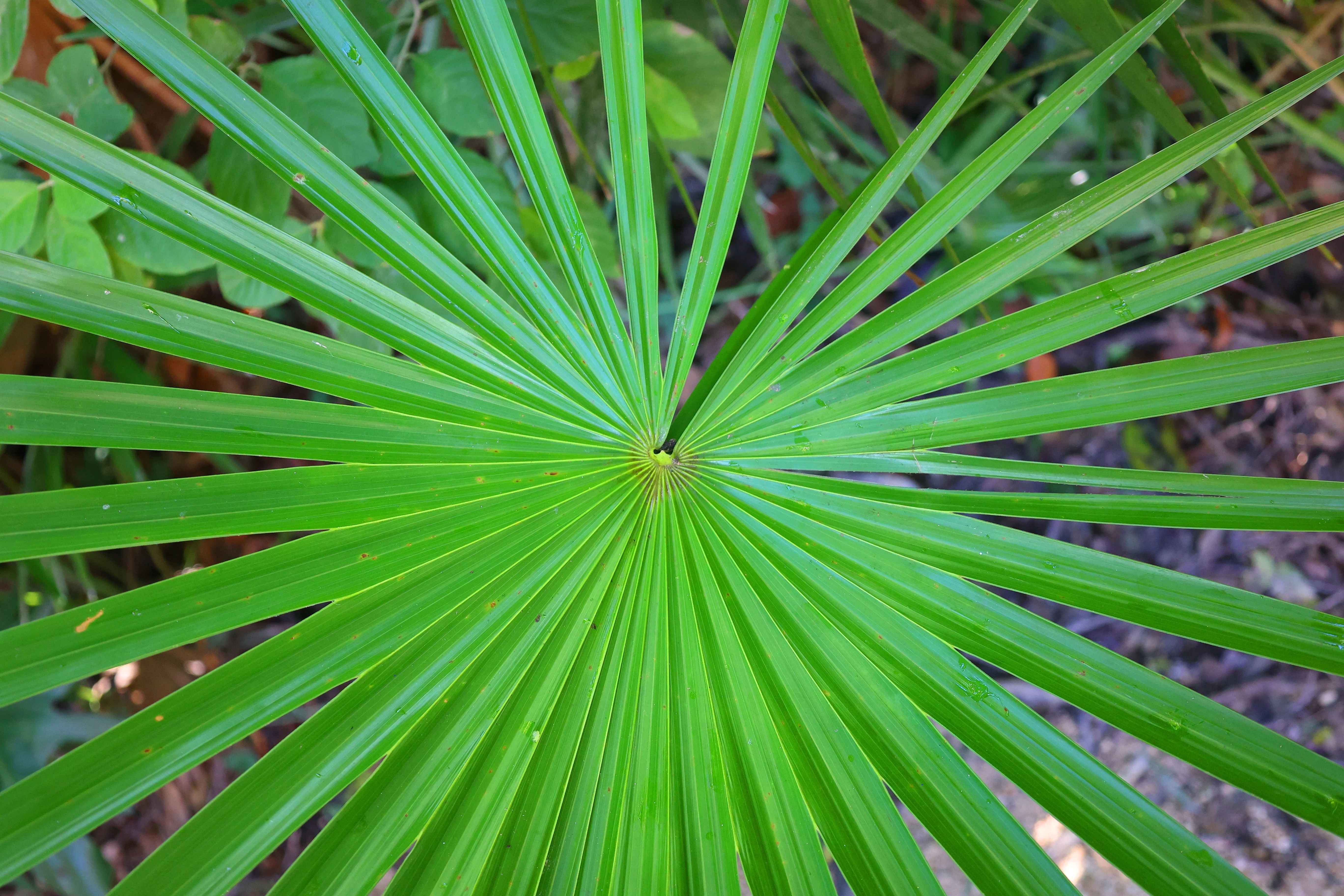 30 CALIFORNIA FAN PALM Tree Petticoat Arizona Desert Washingtonia Filifera Seeds - Image 14