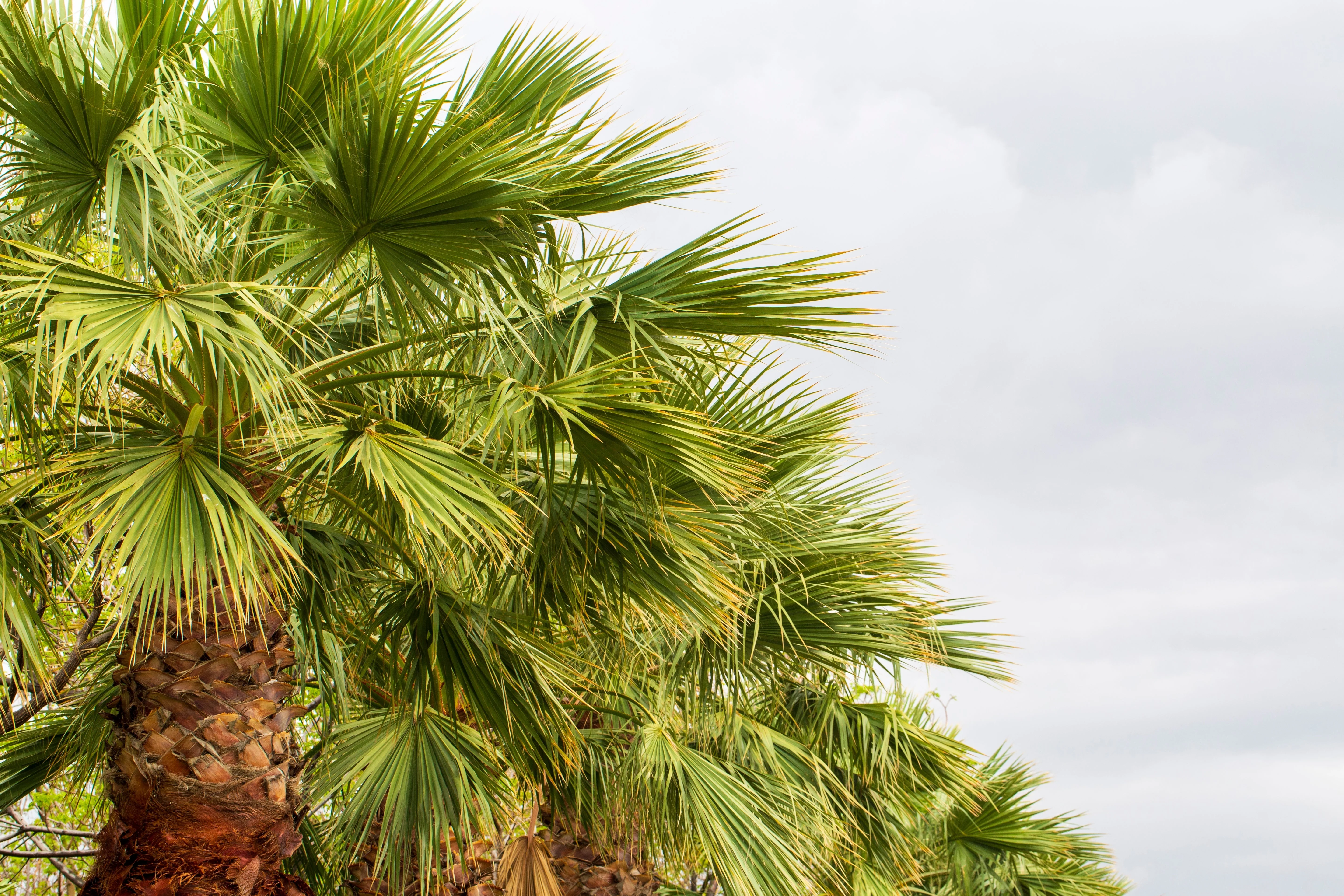 30 CALIFORNIA FAN PALM Tree Petticoat Arizona Desert Washingtonia Filifera Seeds - Image 15
