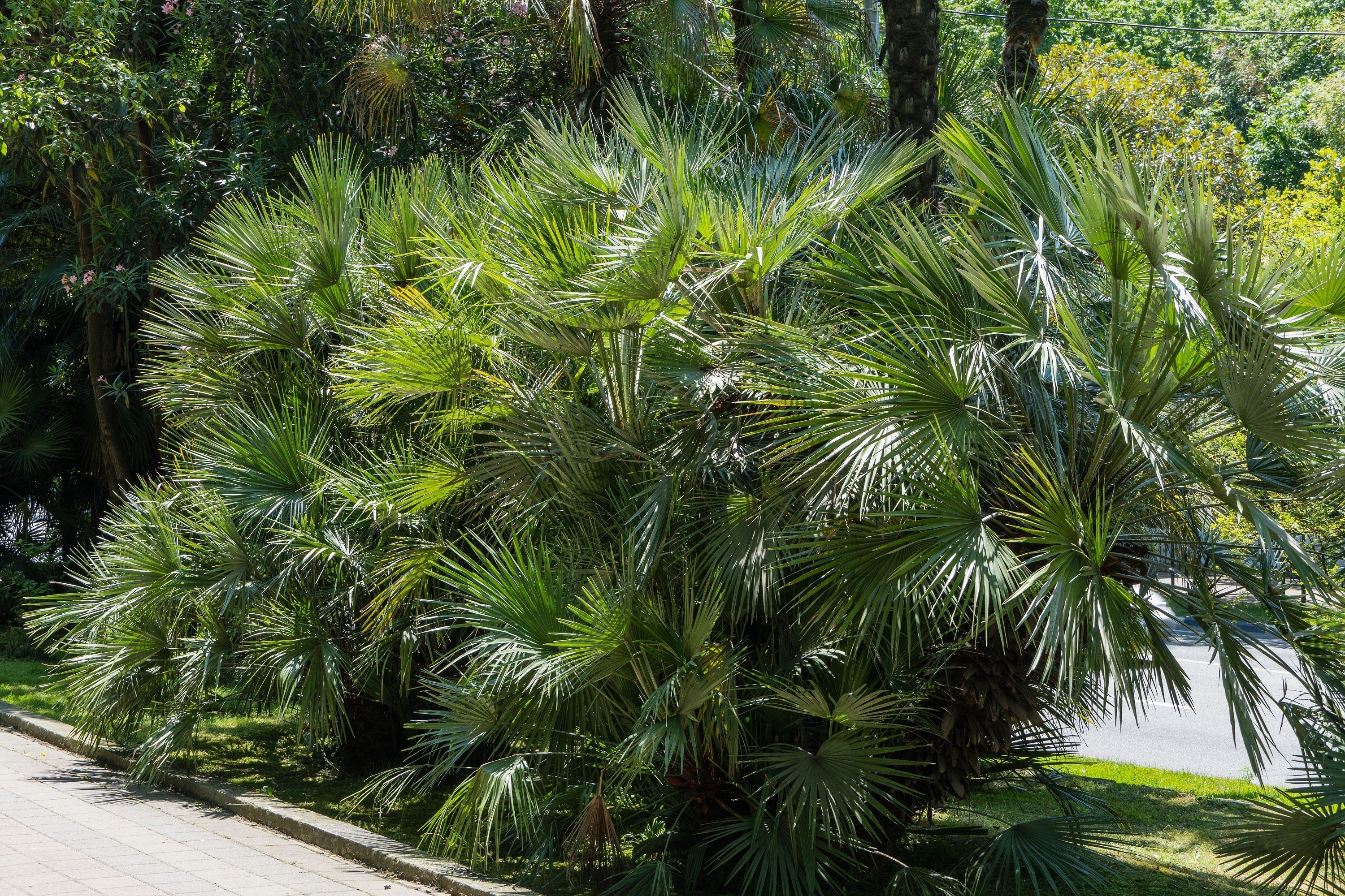 30 CALIFORNIA FAN PALM Tree Petticoat Arizona Desert Washingtonia Filifera Seeds - Image 16