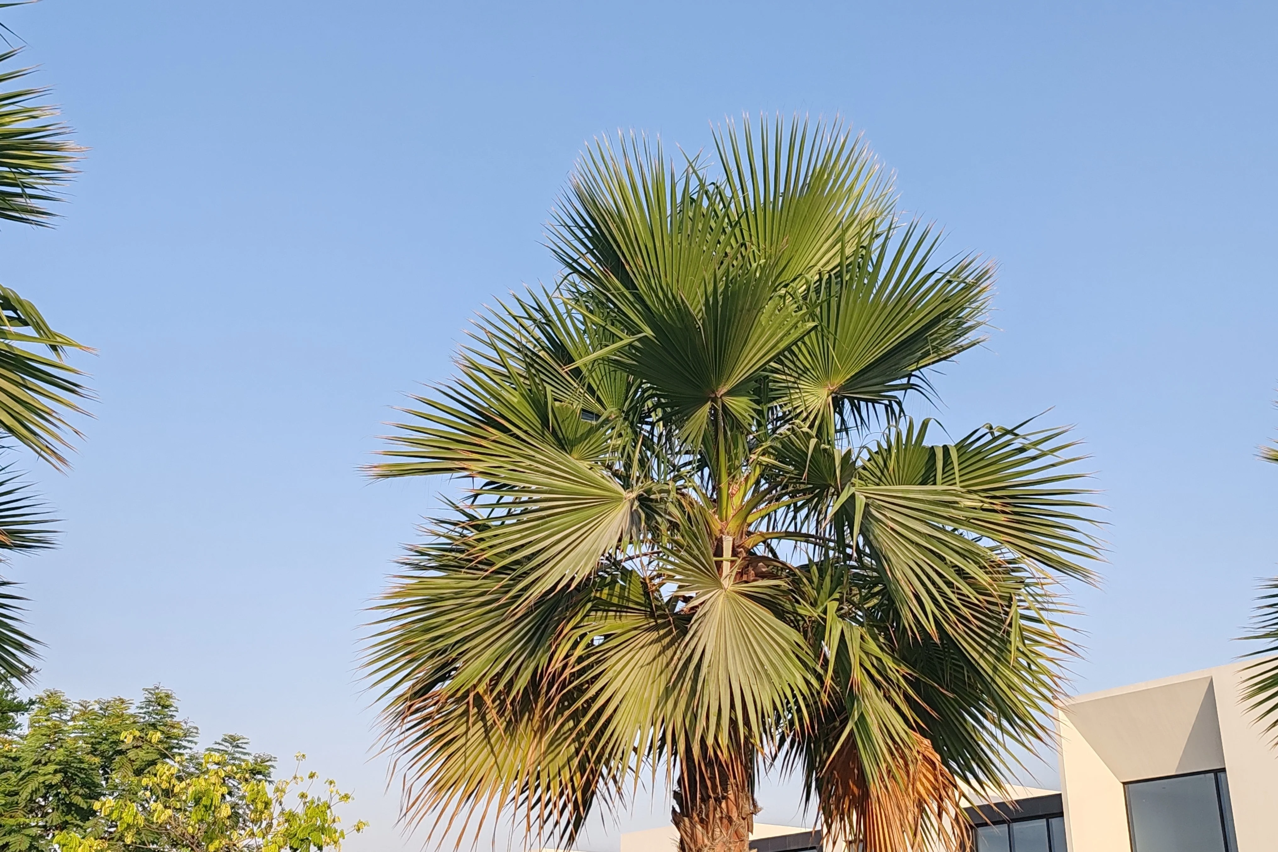 30 CALIFORNIA FAN PALM Tree Petticoat Arizona Desert Washingtonia Filifera Seeds - Image 17