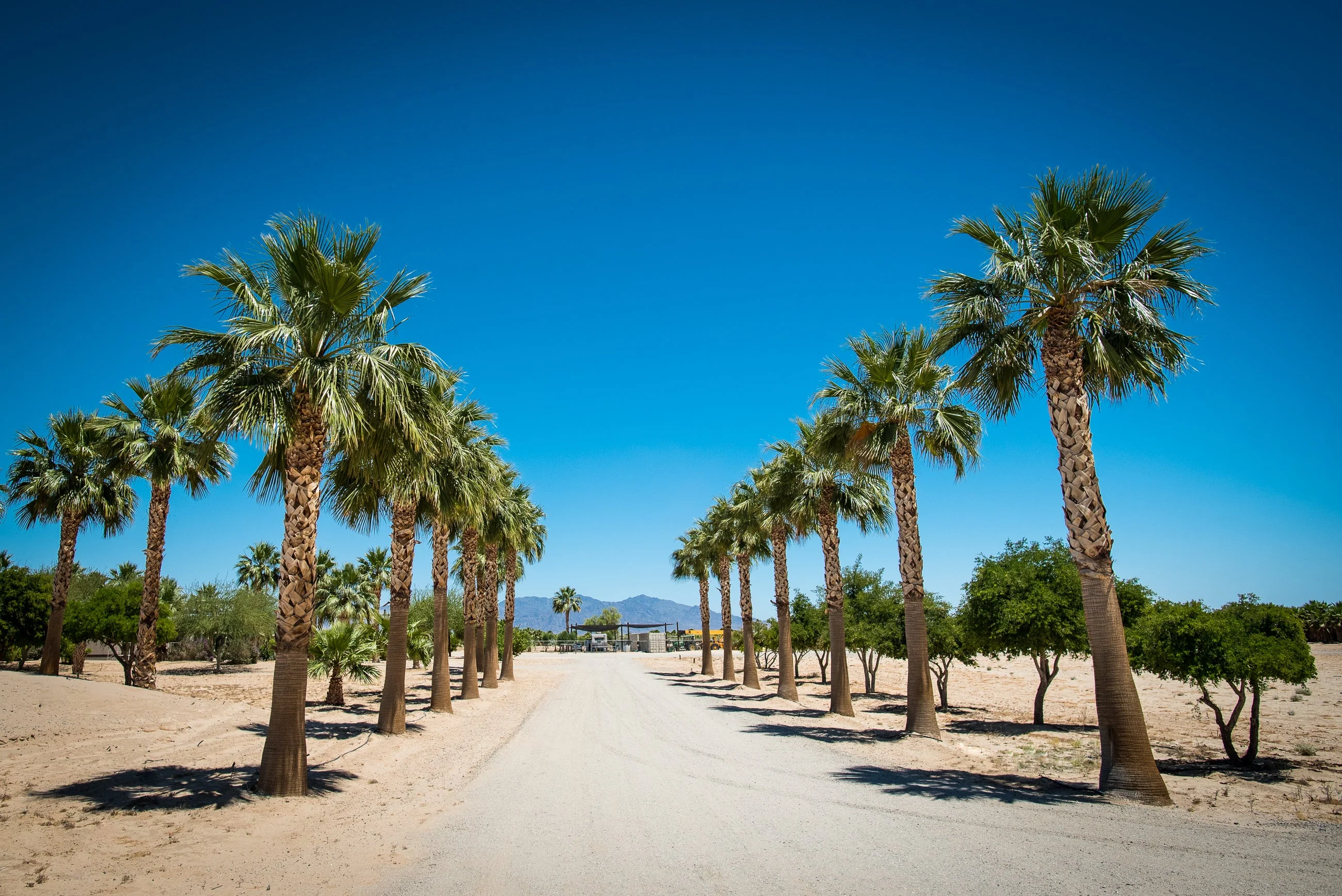 30 CALIFORNIA FAN PALM Tree Petticoat Arizona Desert Washingtonia Filifera Seeds - Image 2
